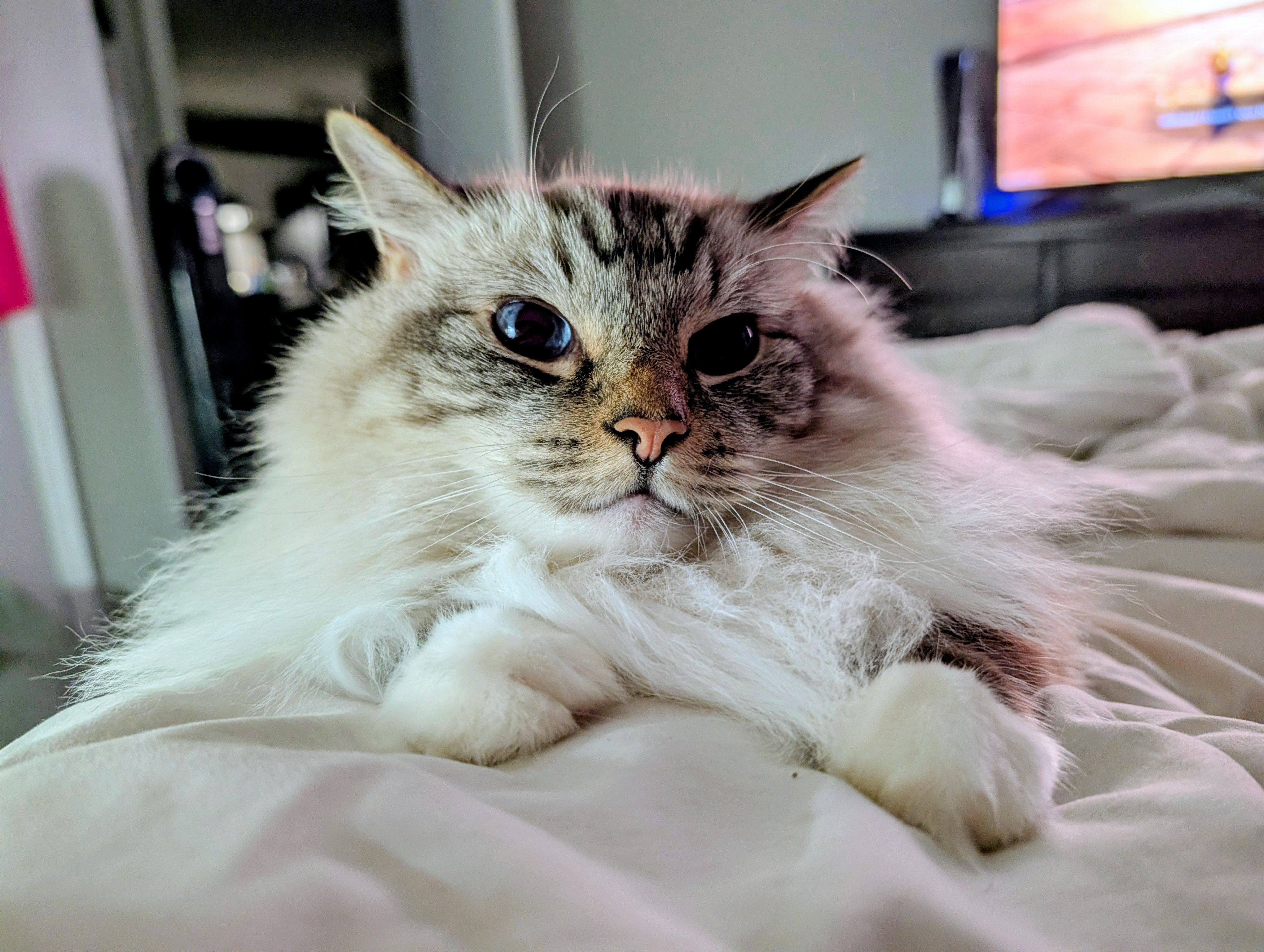 Help a Big Sweet Cat Get the Surgery He Needs campaign photo, 2 of 5