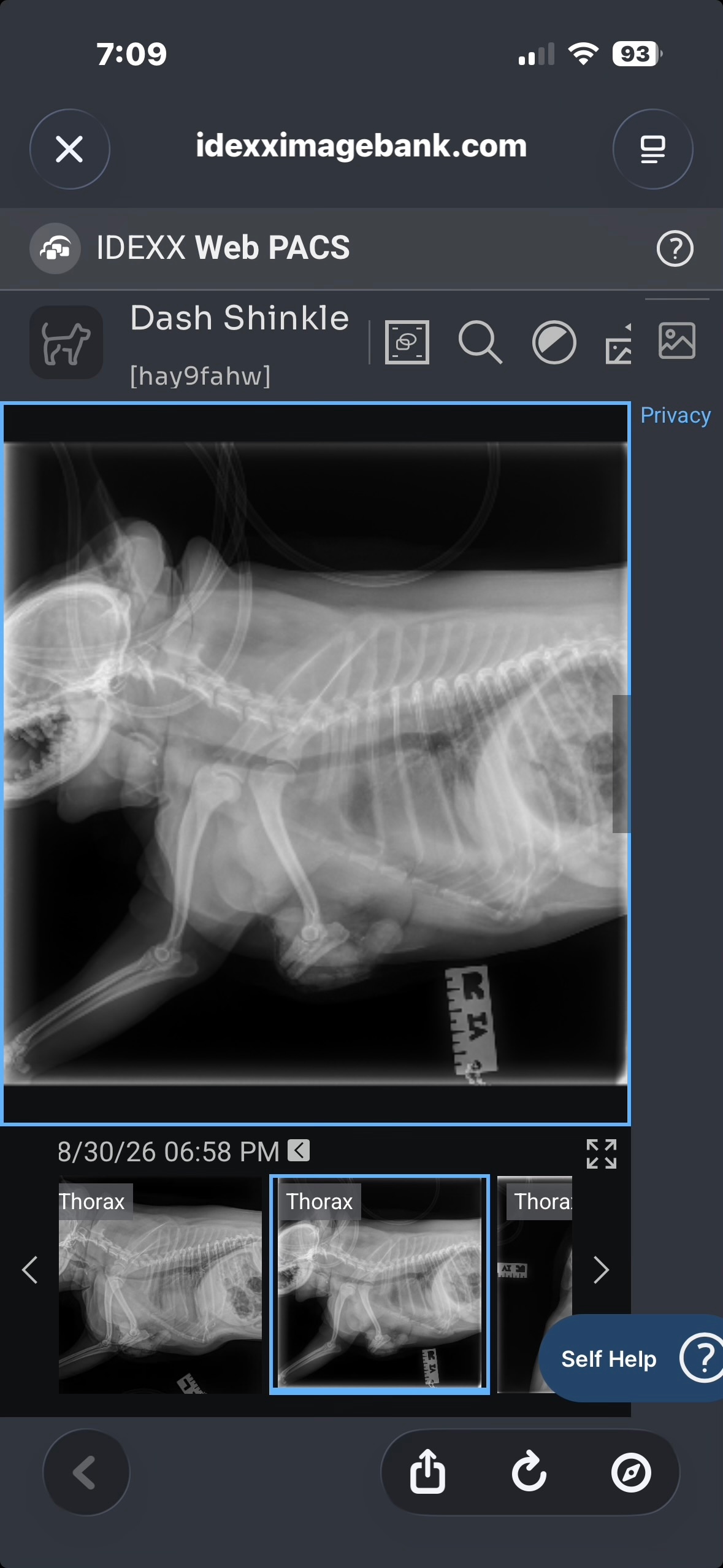 Help Dash Recover After a Dog Attack campaign photo, 2 of 8