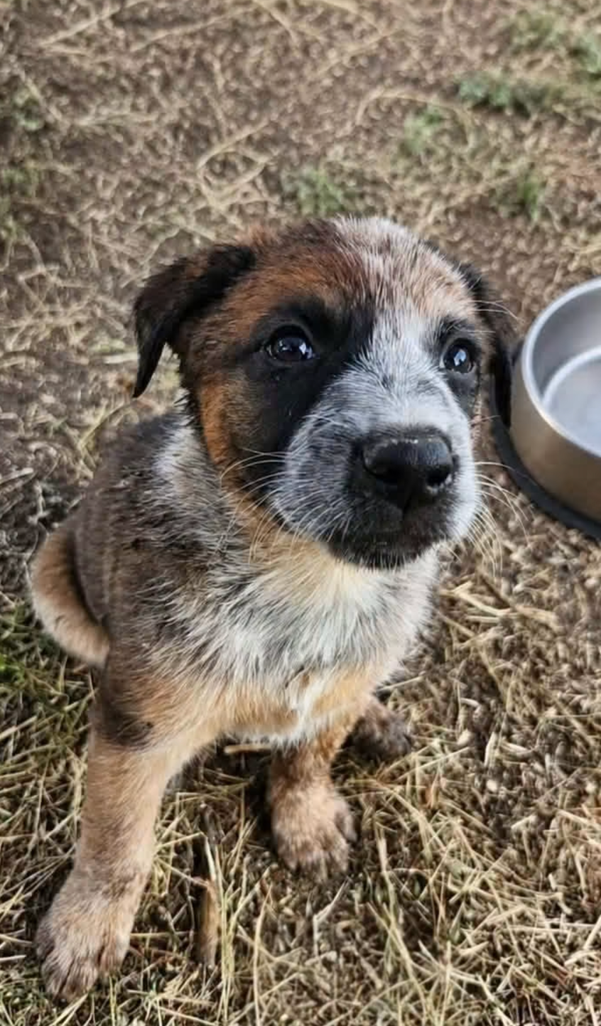Help Winston beat parvo campaign photo, 6 of 7