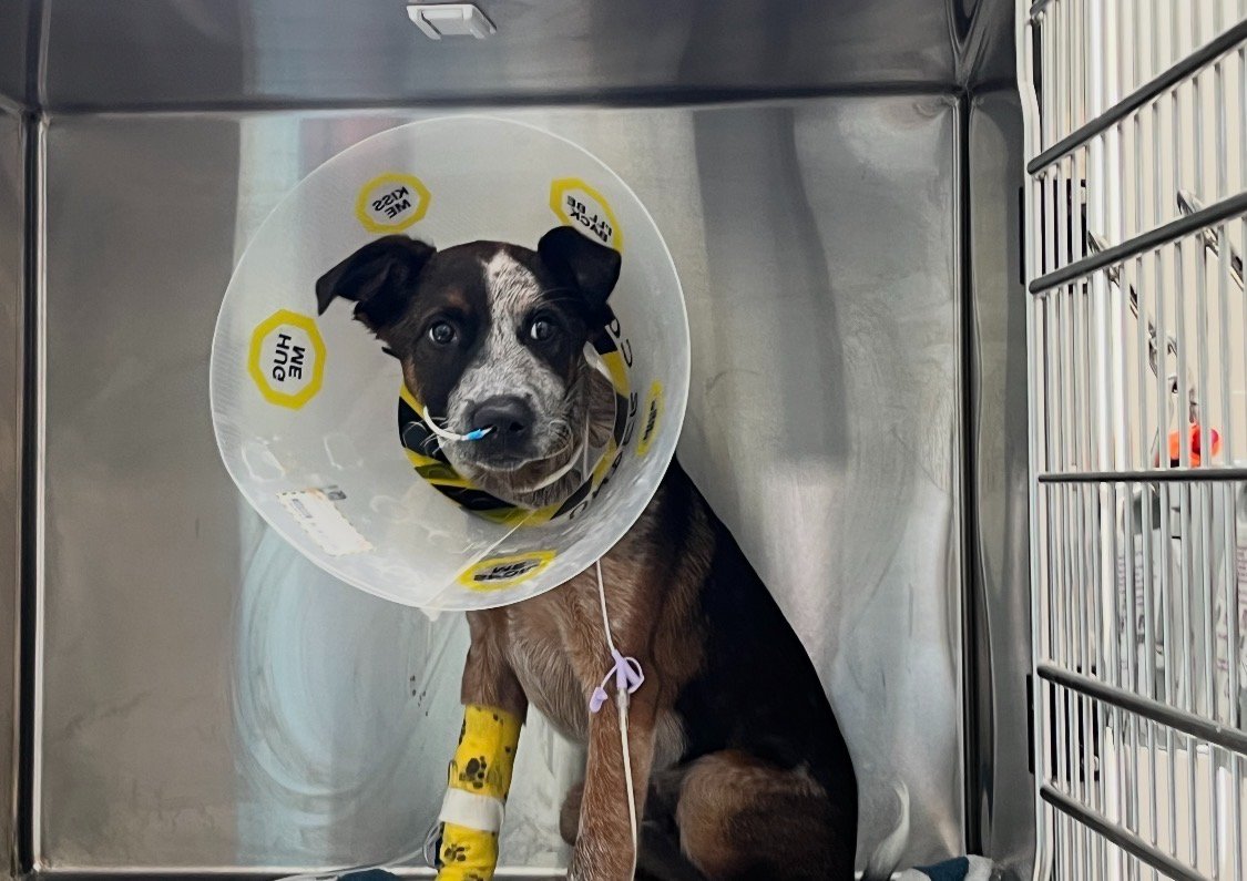Help Winston beat parvo campaign photo, 4 of 7