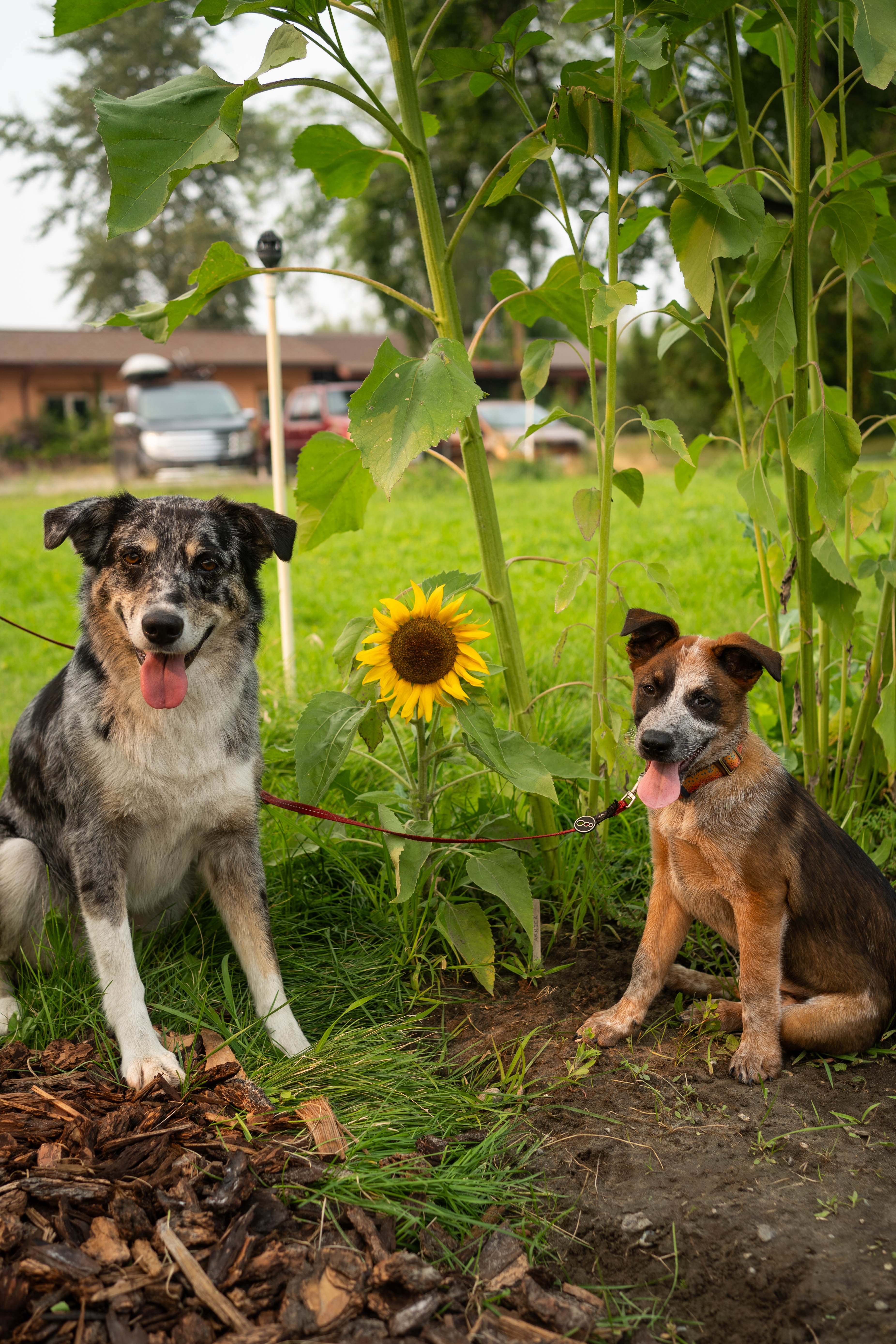 Help Winston beat parvo campaign photo, 5 of 7