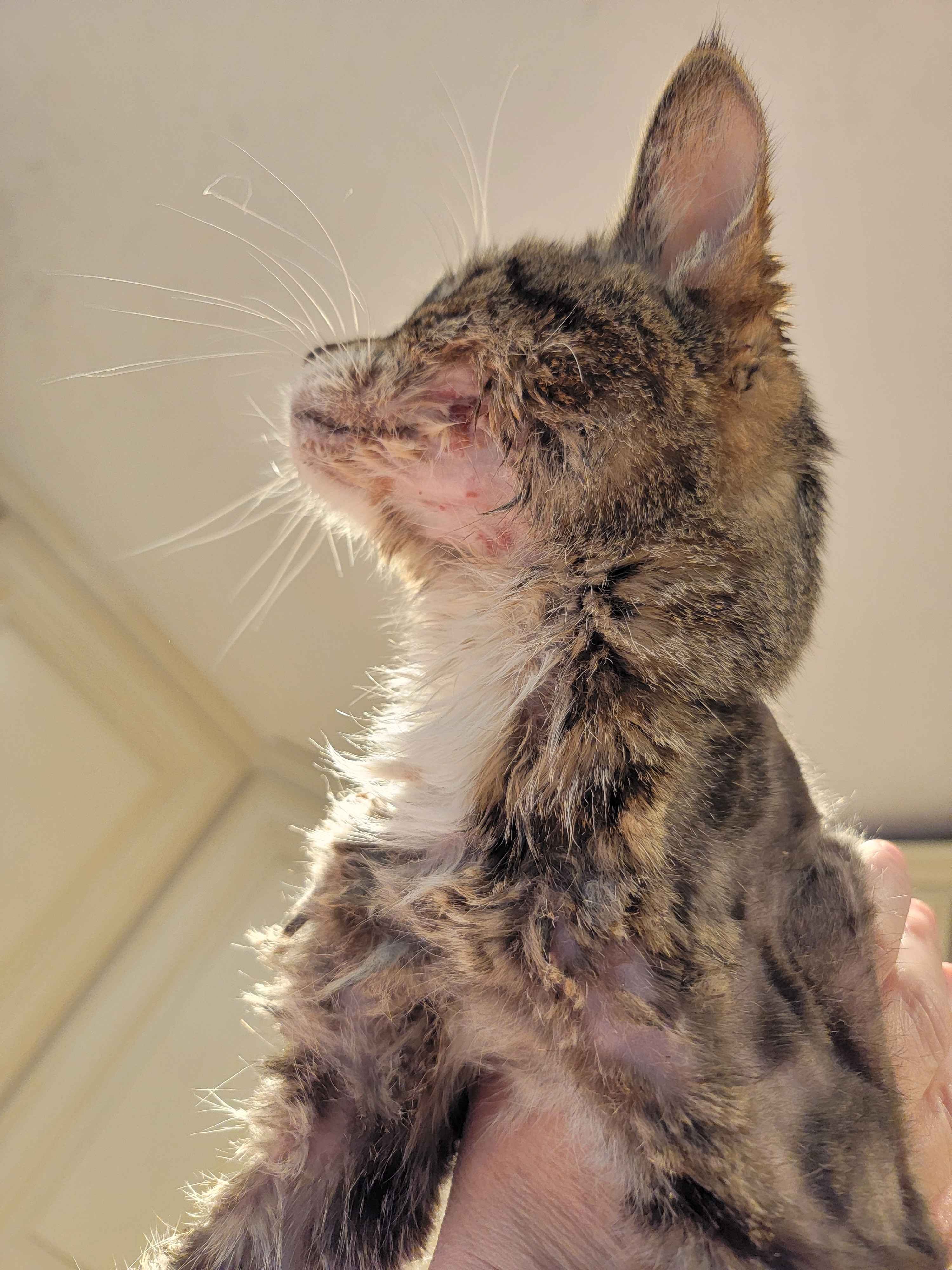 Raise Funds for Cleo’s Vital Treatment campaign photo, 4 of 7