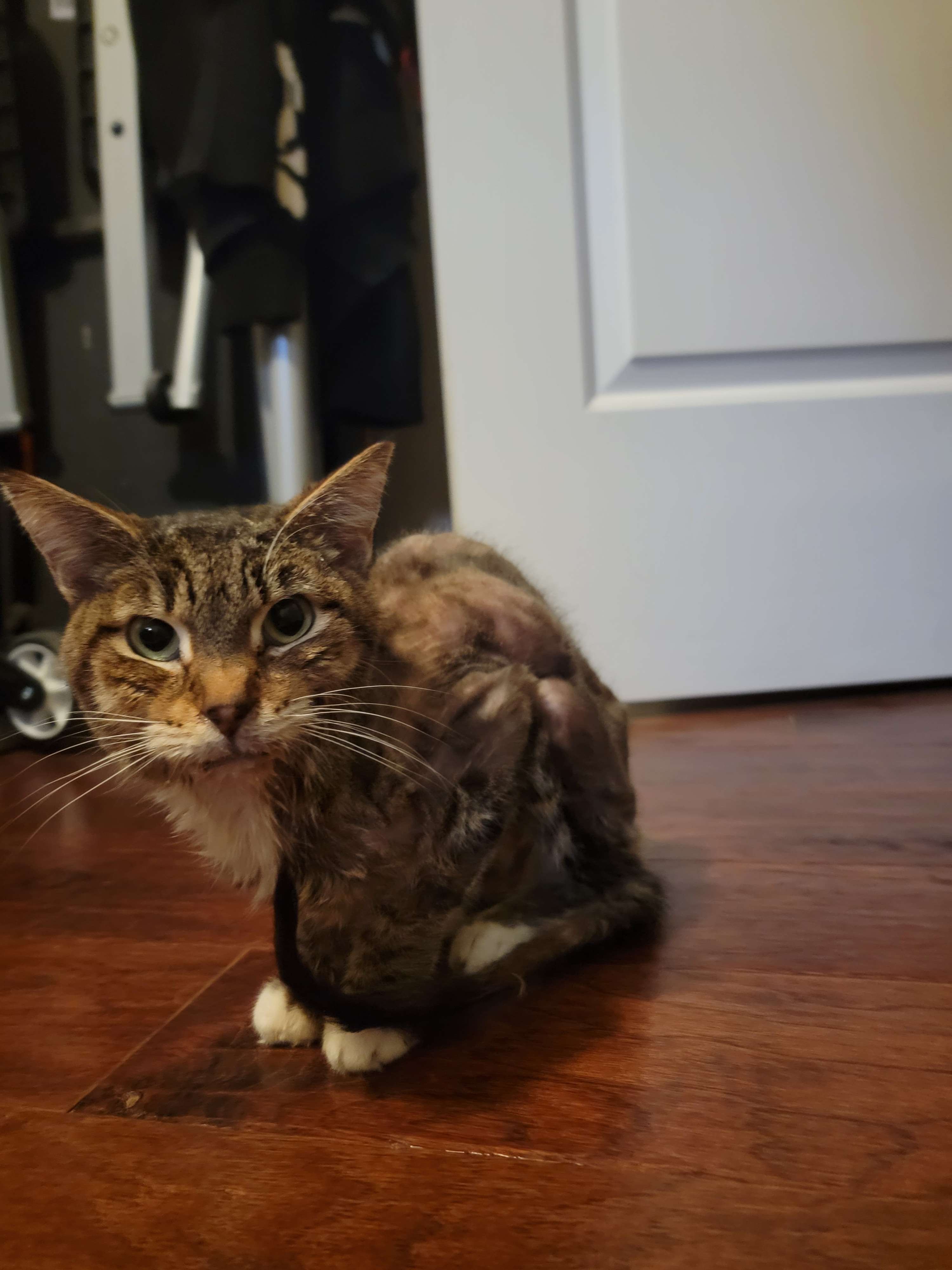 Raise Funds for Cleo’s Vital Treatment campaign photo, 5 of 7
