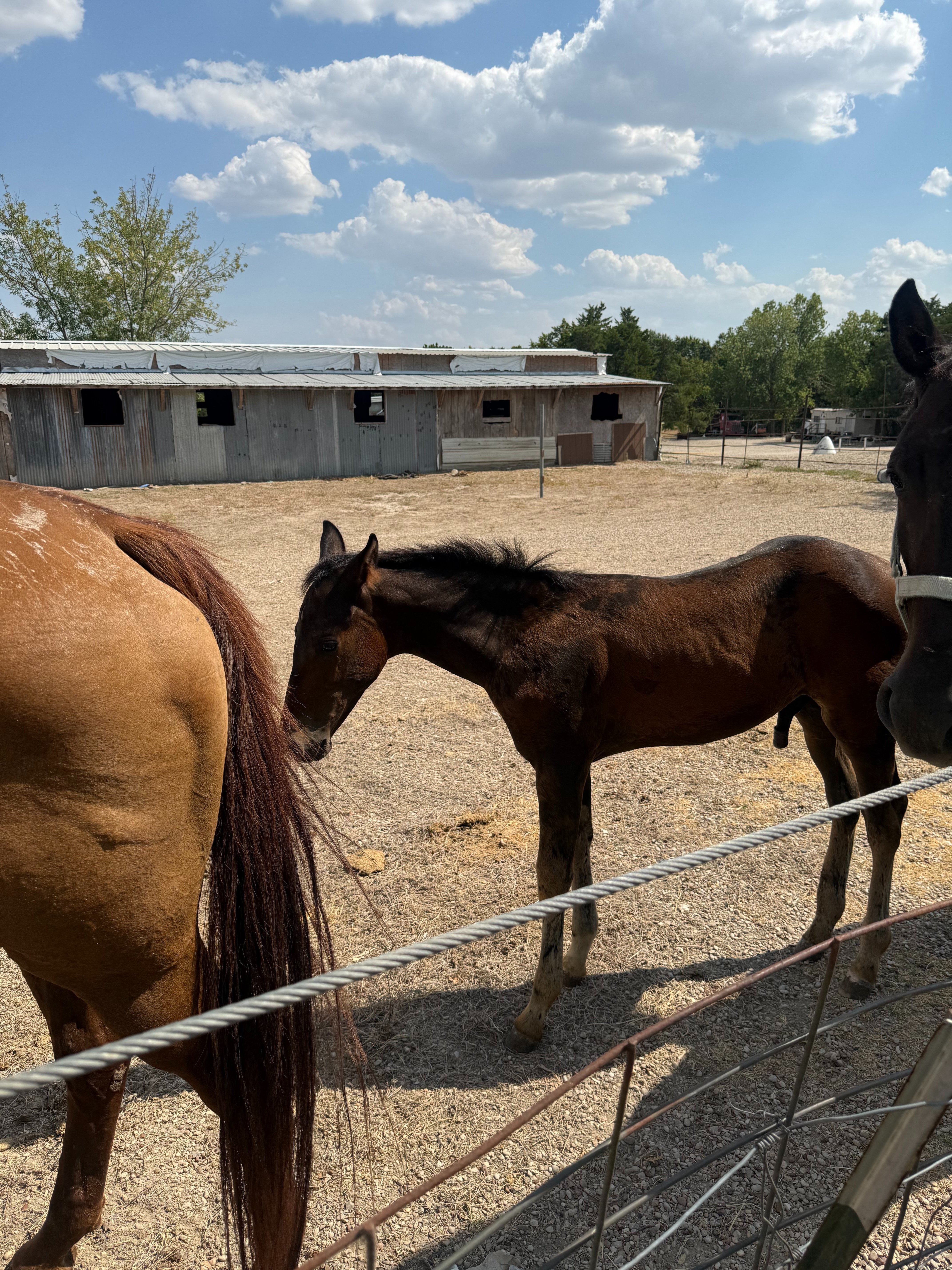 Help Bring Meche Home and Buy Her Freedom campaign photo, 4 of 5