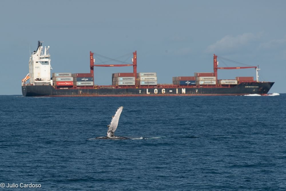 Foto van campagne #MakeWayForWhales, 5 van 6