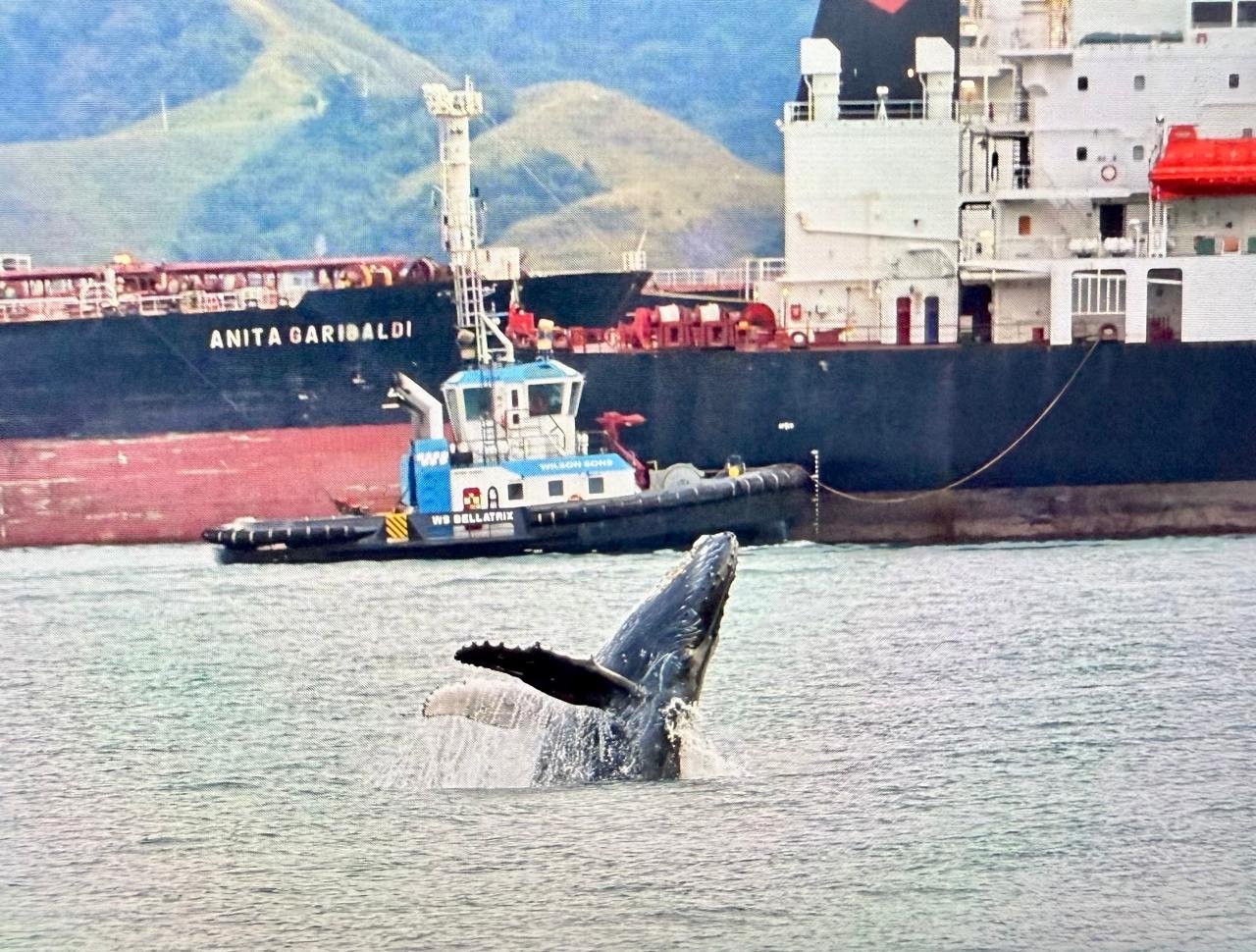 Foto van campagne #MakeWayForWhales, 2 van 6