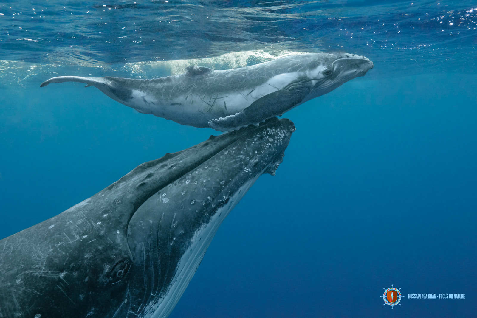 Foto van campagne #MakeWayForWhales, 4 van 6