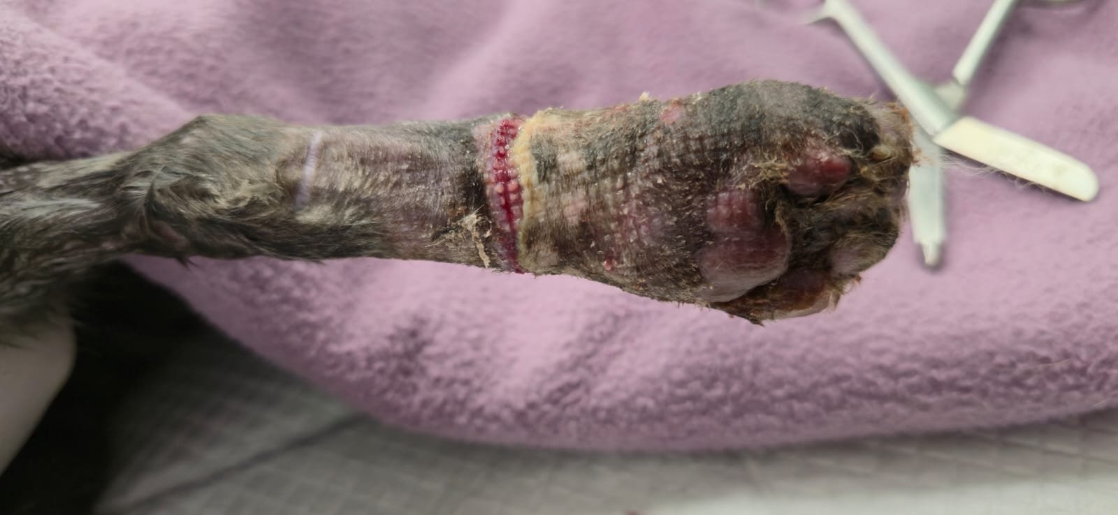 PLEASE DON’T LET AYAN DIE — HIS SURGERY CANNOT WAIT campaign photo, 5 of 8