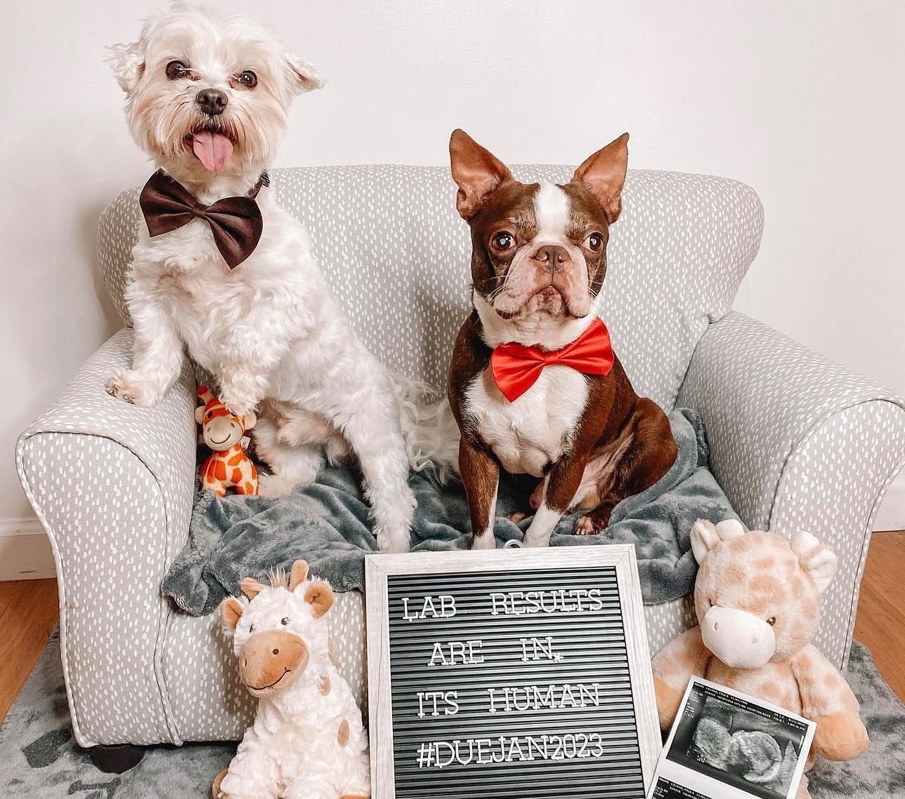 Help Brownie Get Surgery campaign photo, 2 of 8