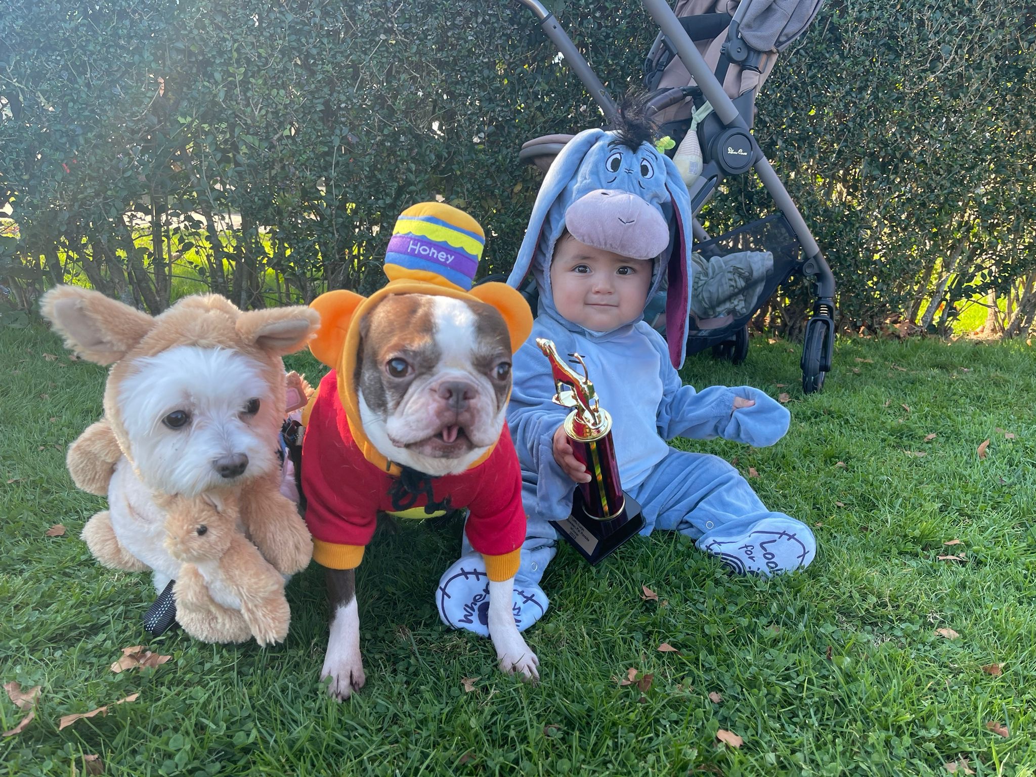 Help Brownie Get Surgery campaign photo, 4 of 8