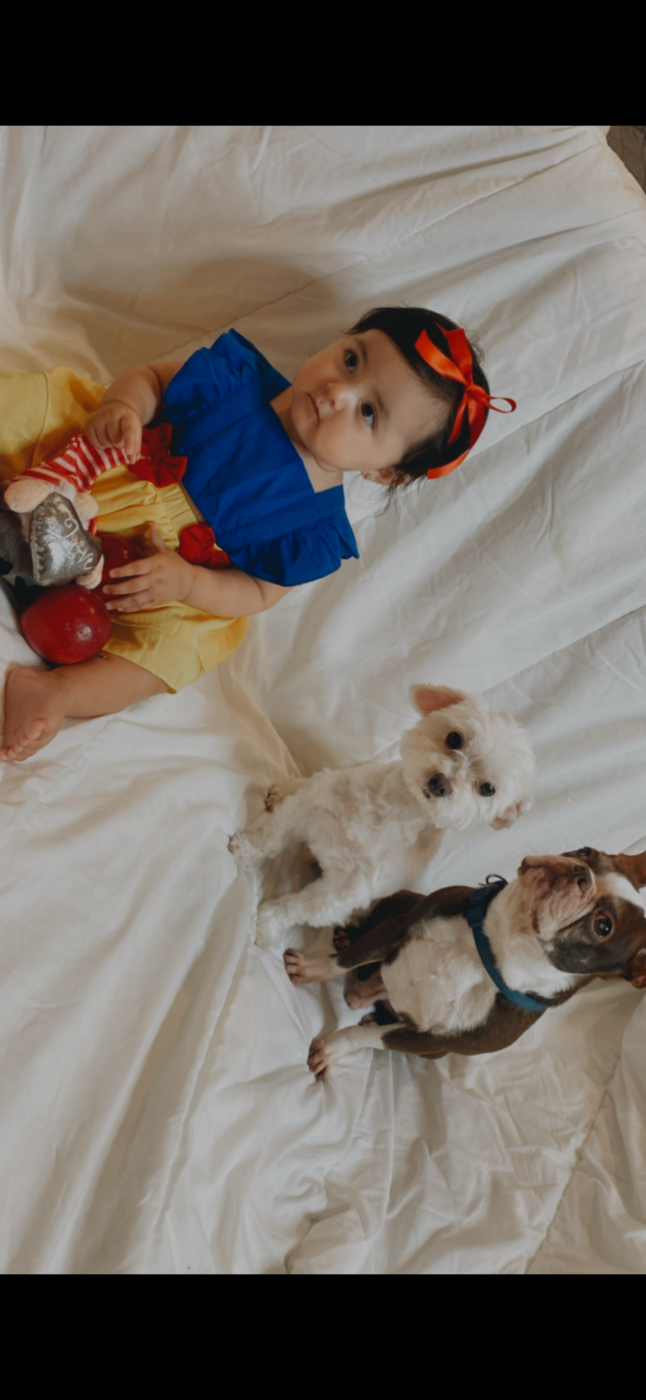 Help Brownie Get Surgery campaign photo, 6 of 8