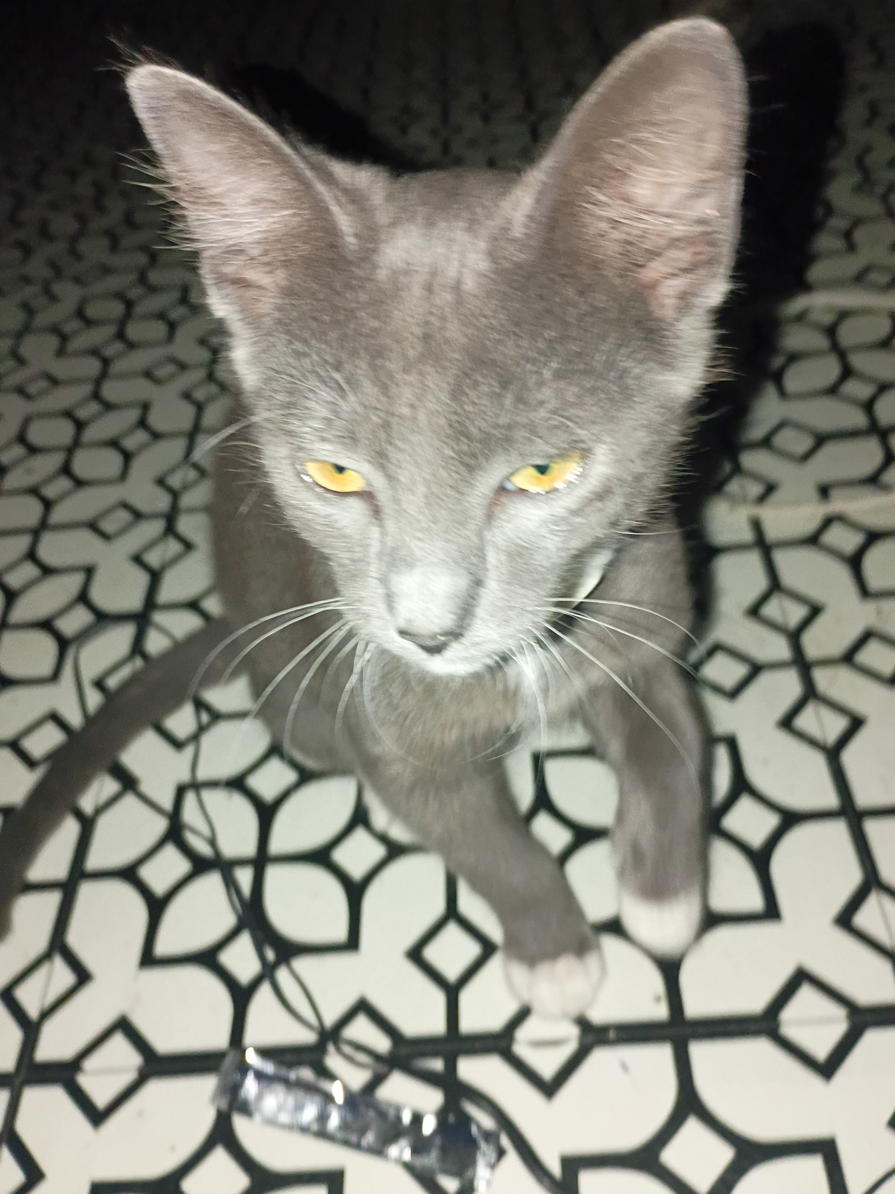Help Me Care for My Rescued Street Cat campaign photo, 5 of 6