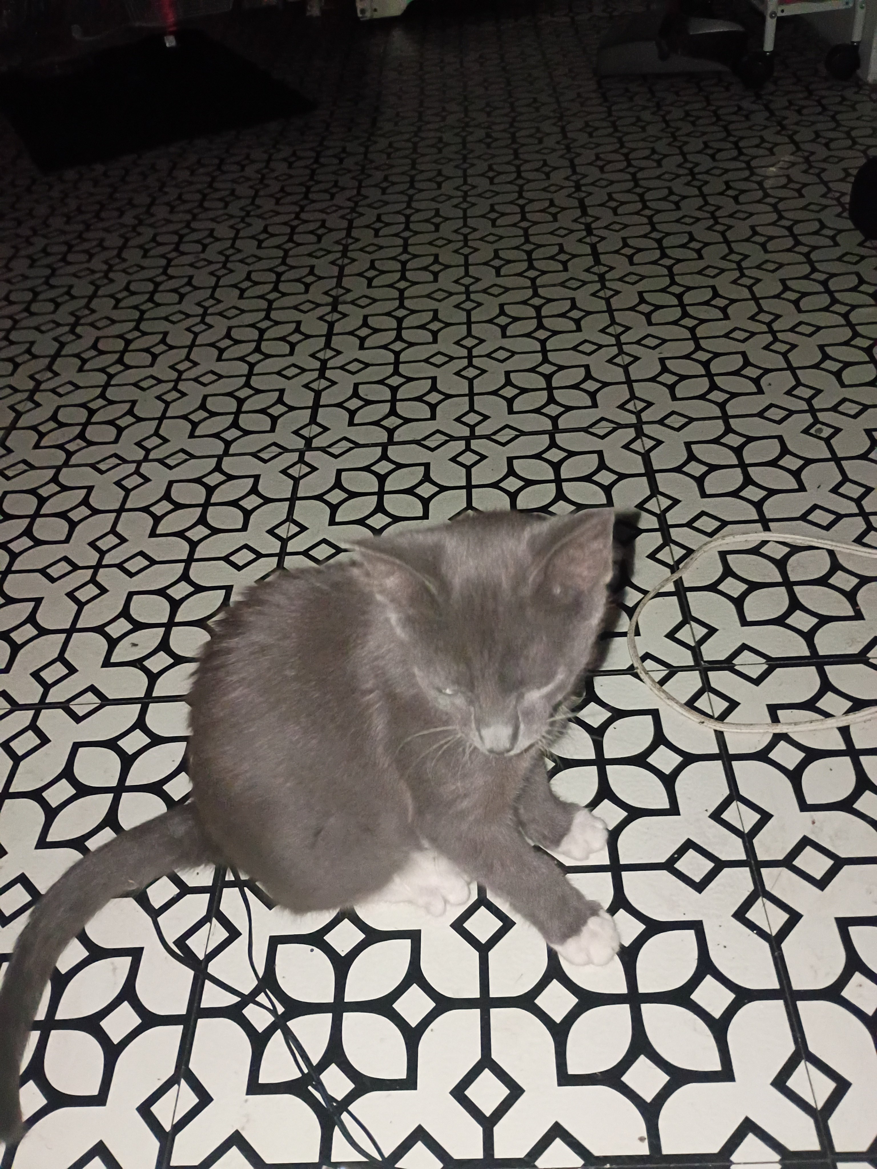 Help Me Care for My Rescued Street Cat campaign photo, 4 of 6