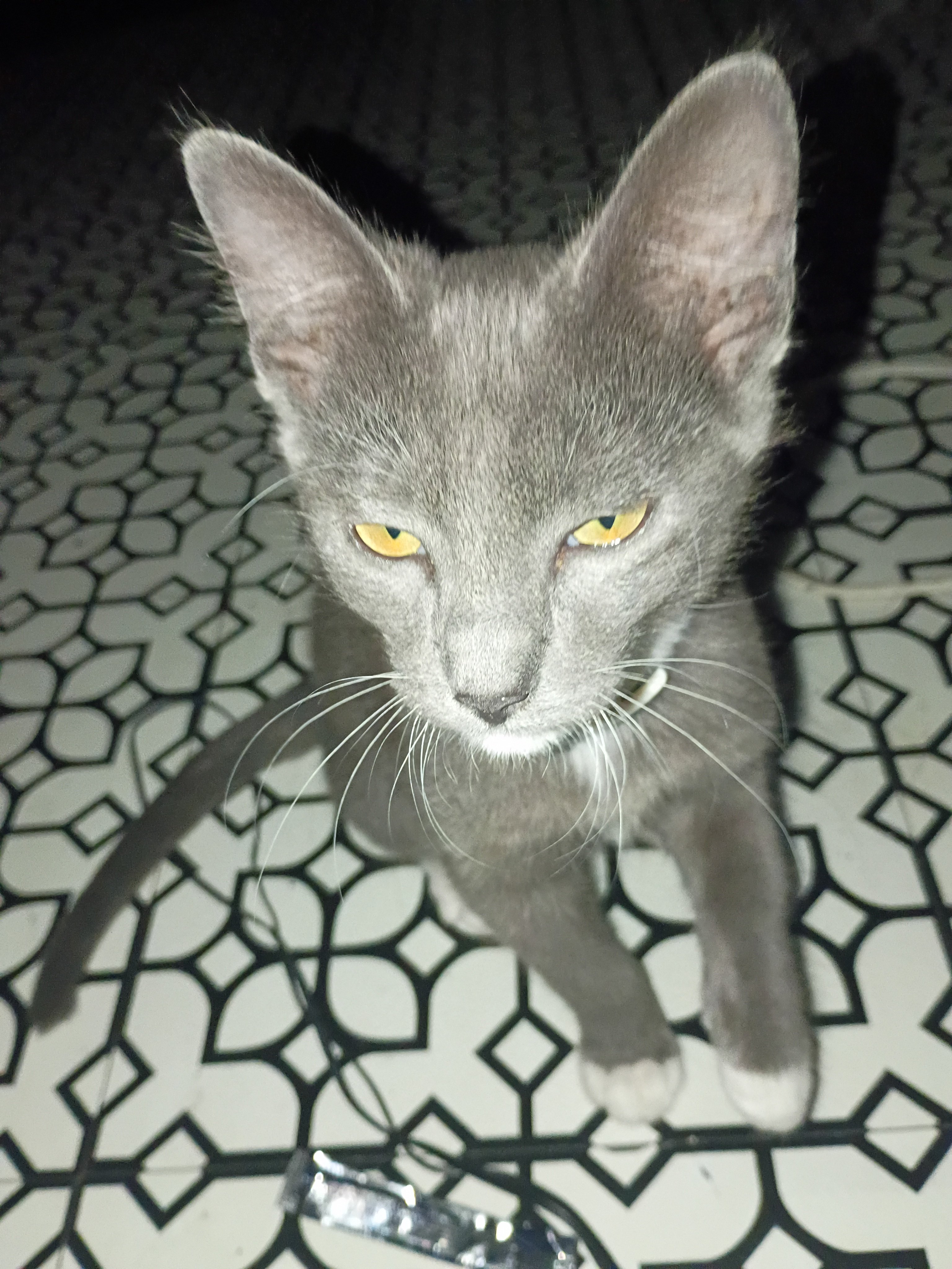 Help Me Care for My Rescued Street Cat campaign photo, 2 of 6