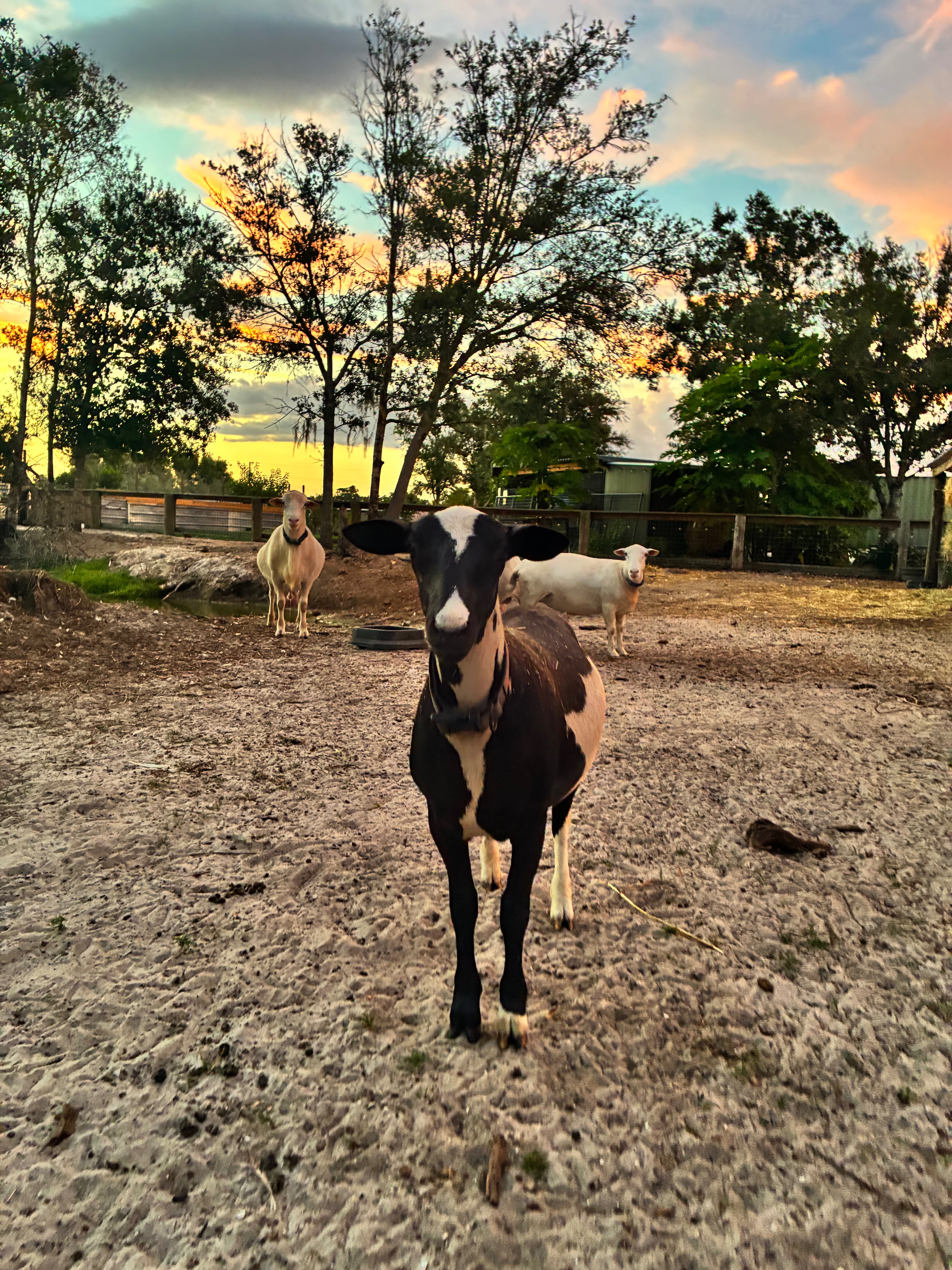 Protect Animals and Grow Conquer Ranch's Mission campaign photo, 2 of 8