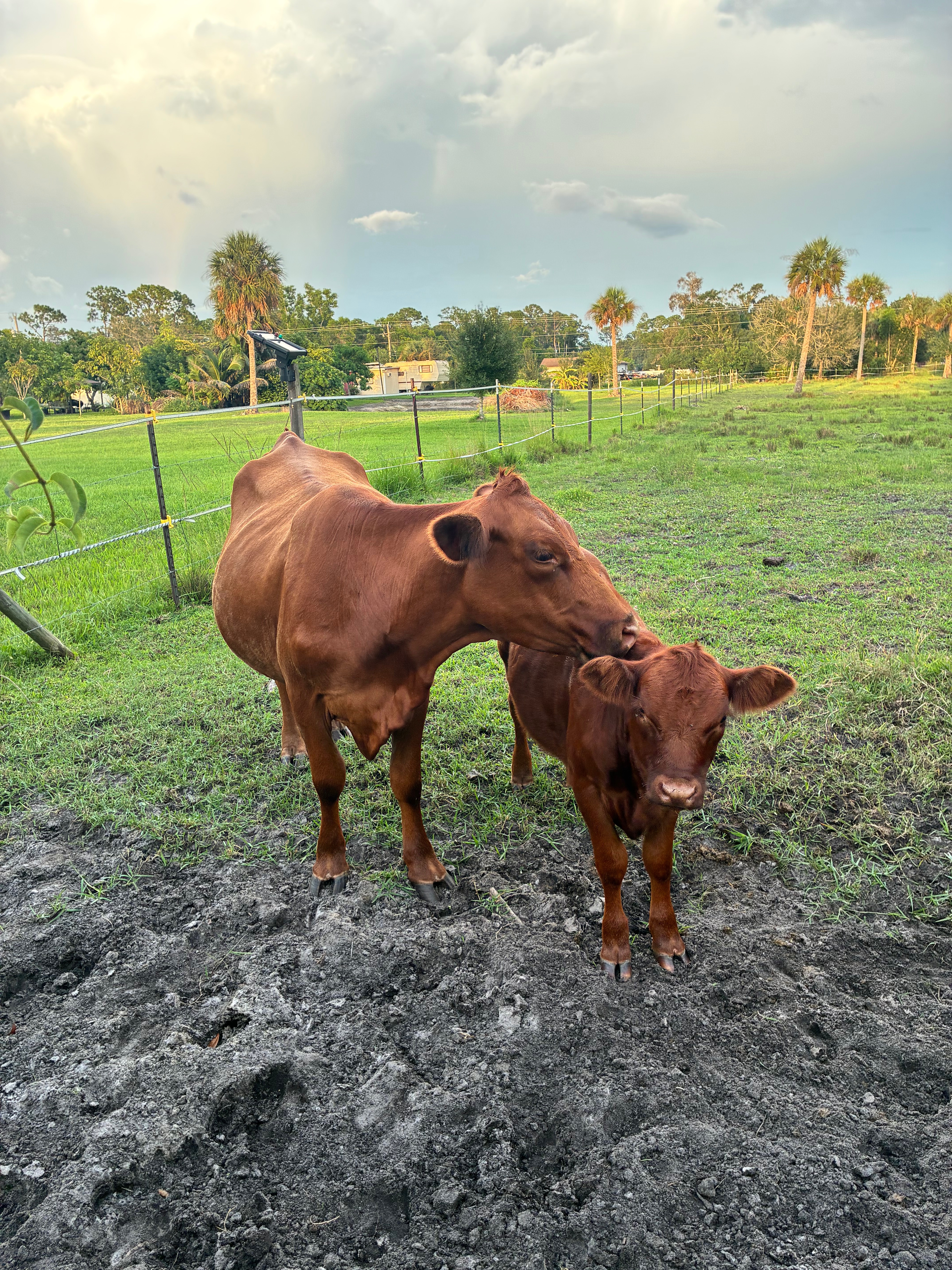 Protect Animals and Grow Conquer Ranch's Mission campaign photo, 4 of 8