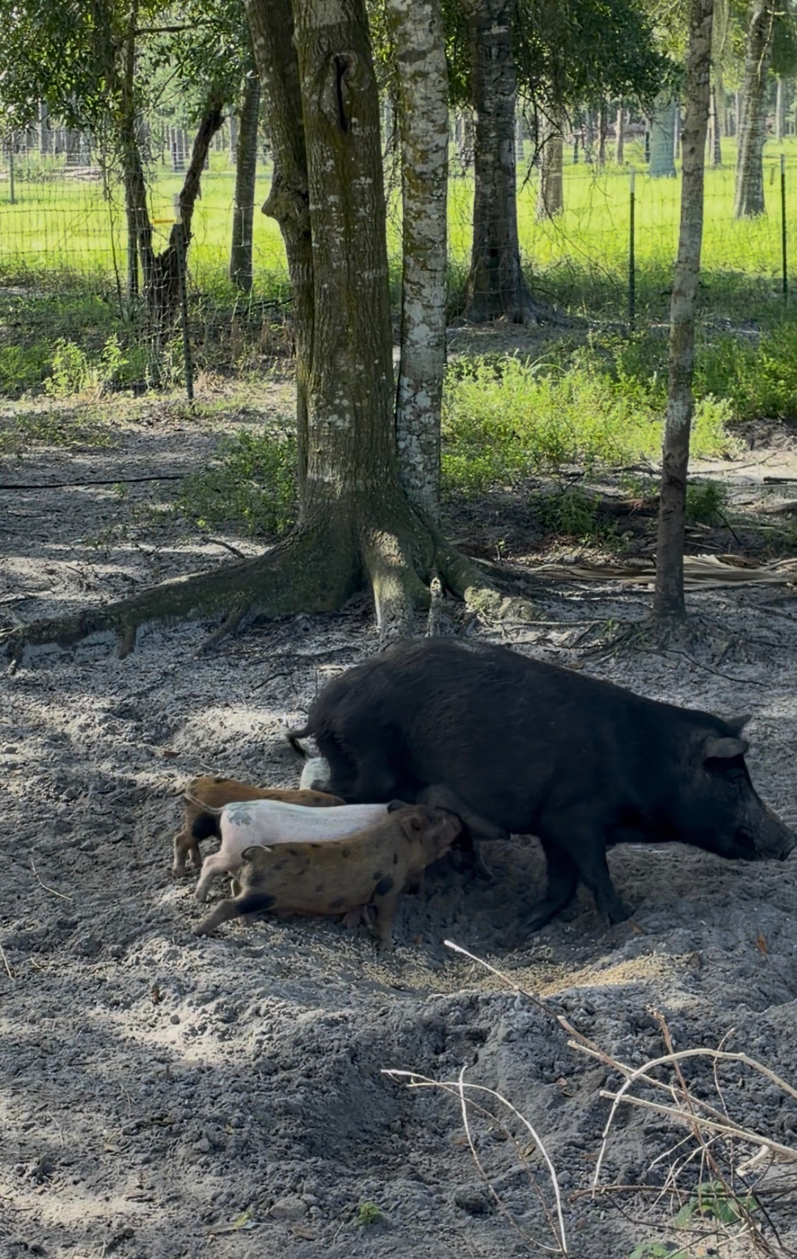 Protect Animals and Grow Conquer Ranch's Mission campaign photo, 6 of 8