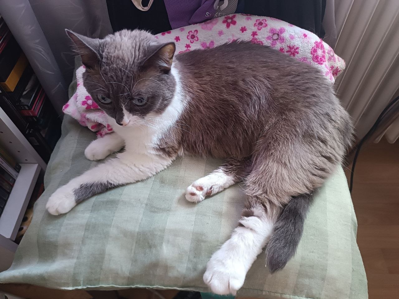 Help Kitty Get Urgent Cancer Diagnostics campaign photo, 2 of 8