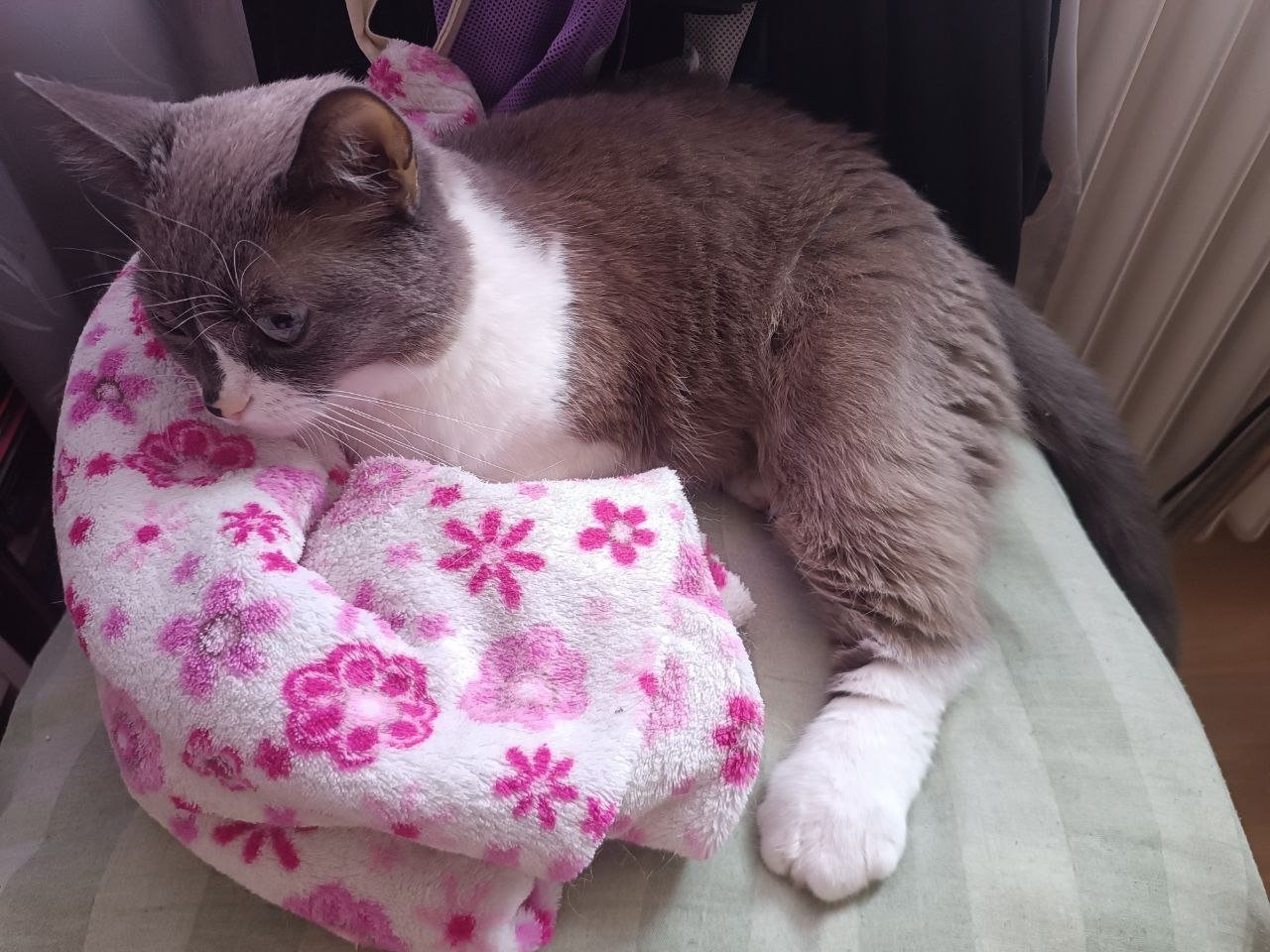 Help Kitty Get Urgent Cancer Diagnostics campaign photo, 4 of 8