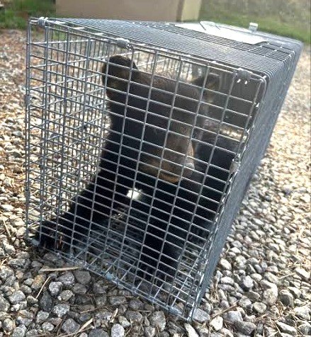 Saving Animals in the PEACE campaign photo, 2 of 4