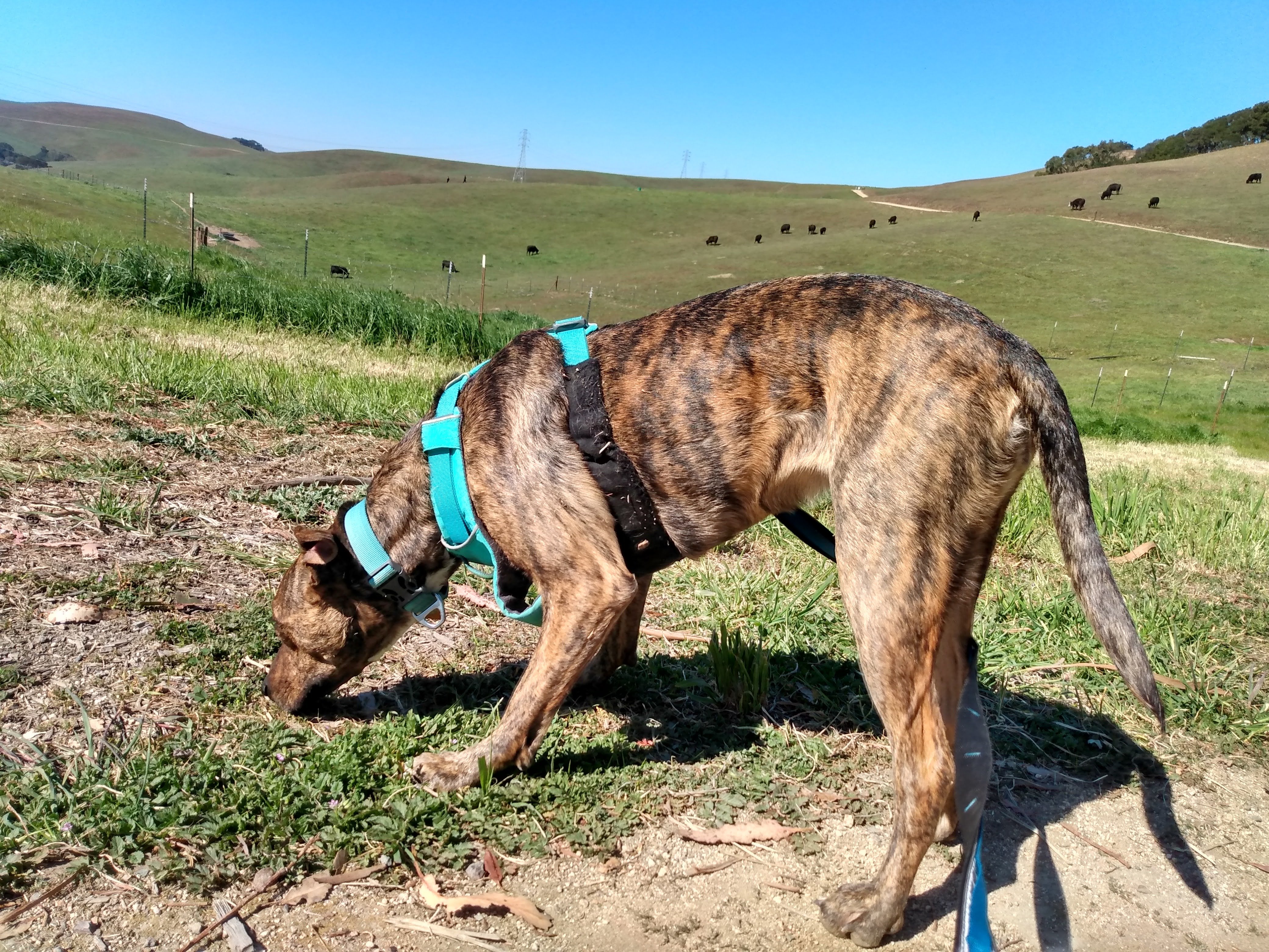 I'm Walking 30 Miles with My Dog for American Cancer Society campaign photo, 2 of 8