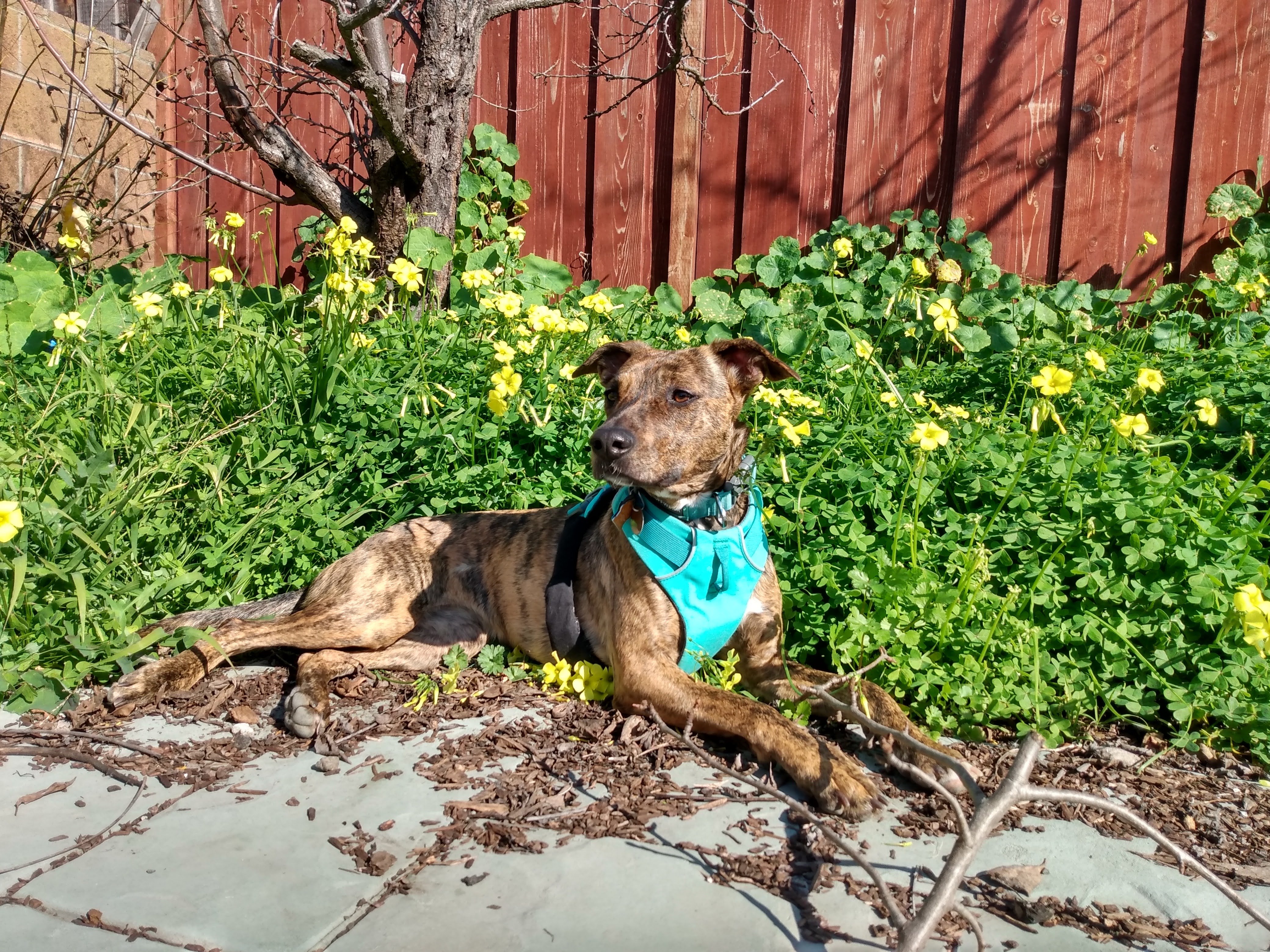 I'm Walking 30 Miles with My Dog for American Cancer Society campaign photo, 4 of 8