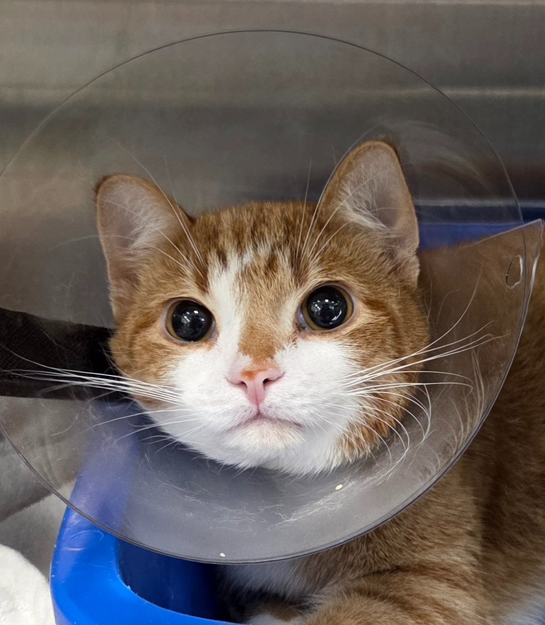Help Wakka and his humans recover from emergency surgery. campaign photo, 10 of 11