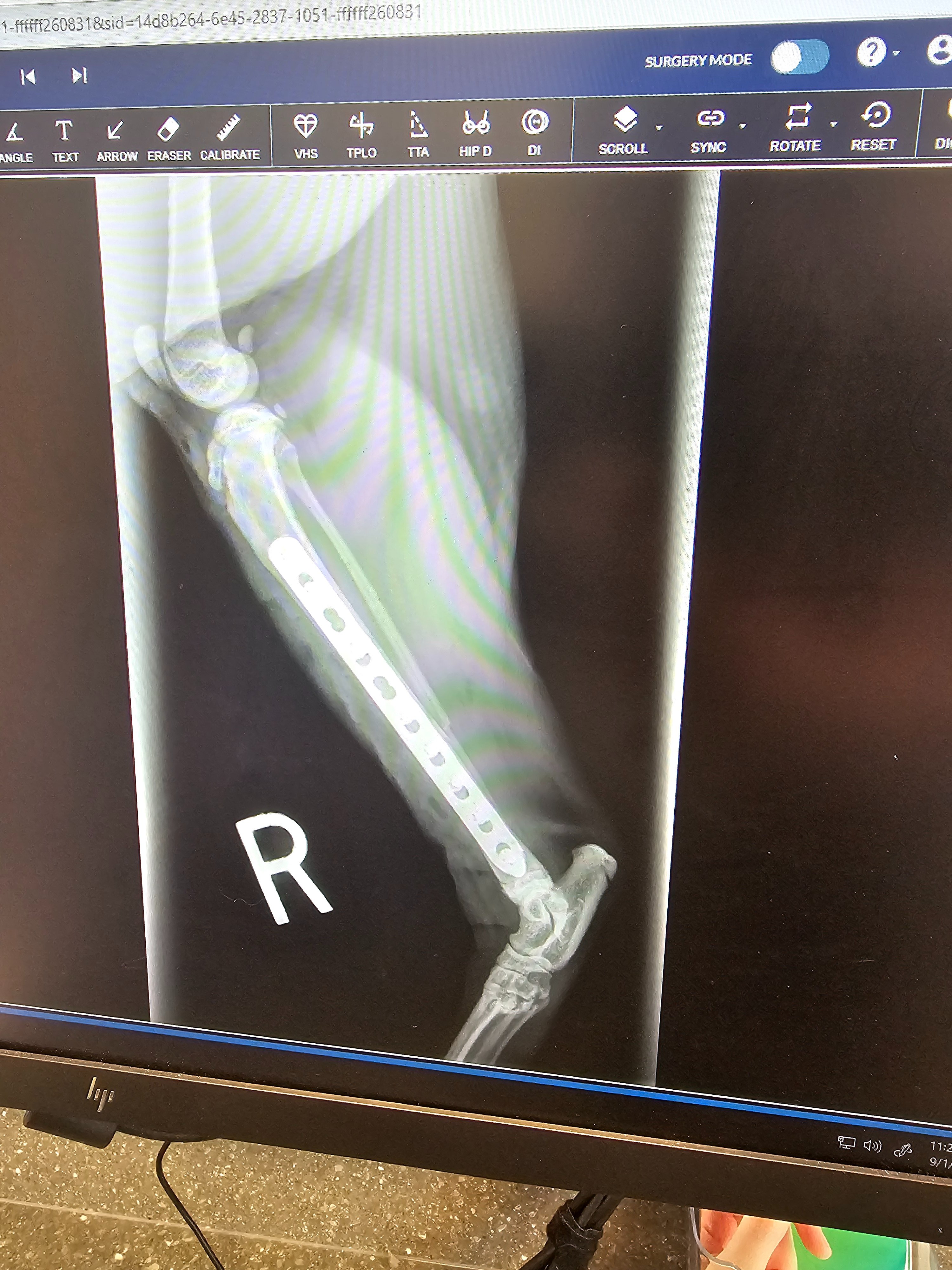 Help Wakka and his humans recover from emergency surgery. campaign photo, 2 of 11