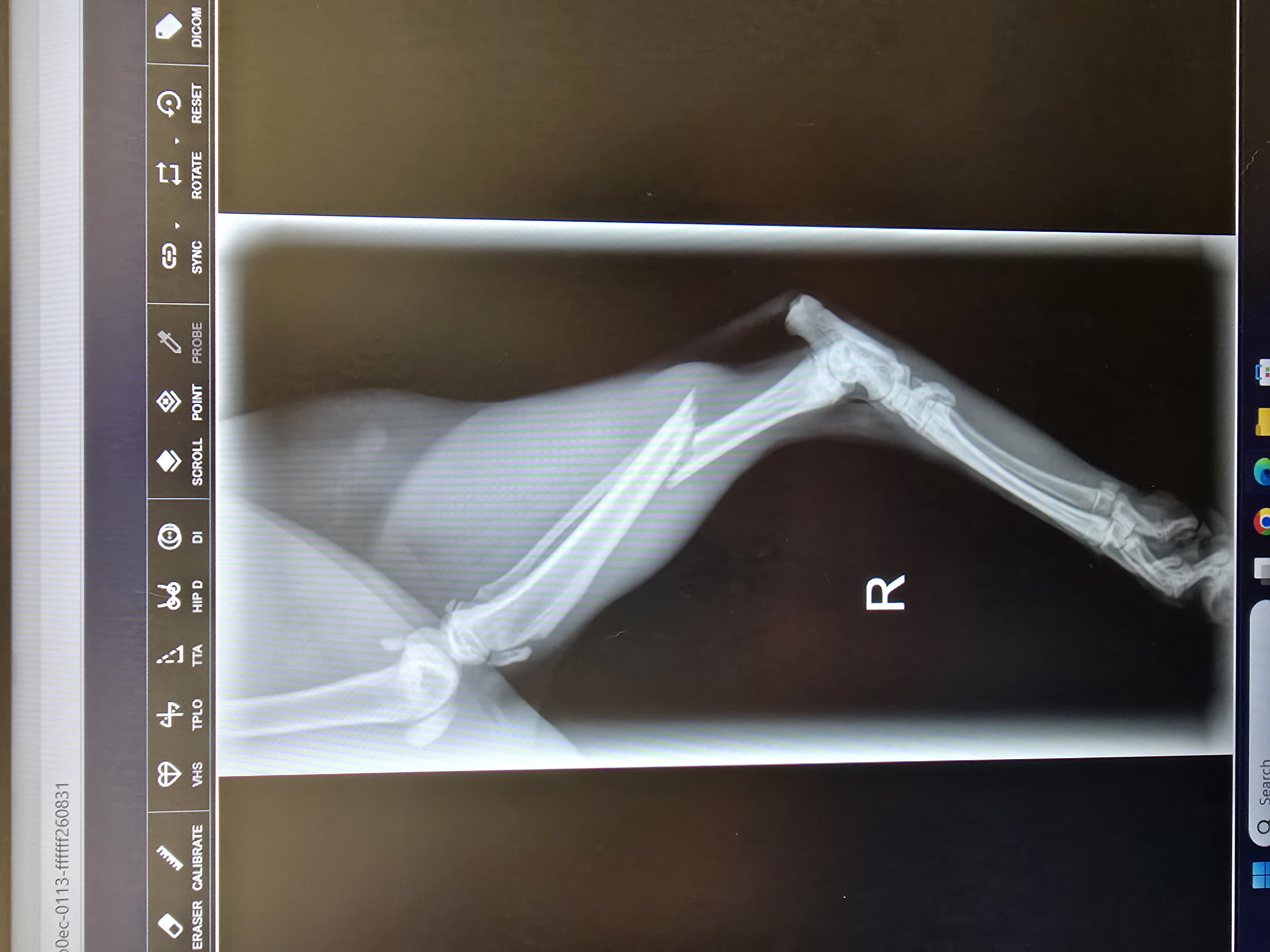 Help Wakka and his humans recover from emergency surgery. campaign photo, 5 of 11