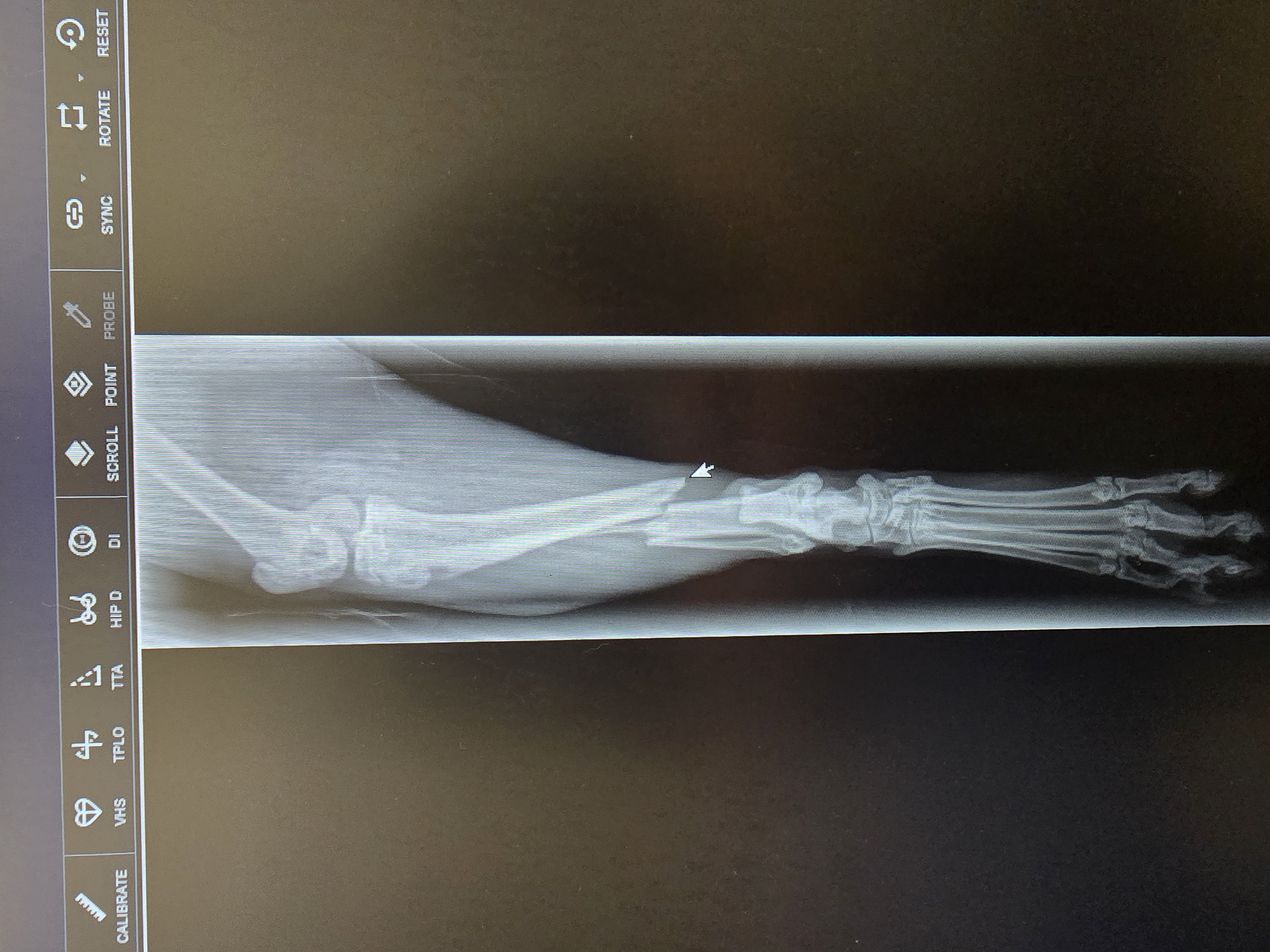 Help Wakka and his humans recover from emergency surgery. campaign photo, 6 of 11