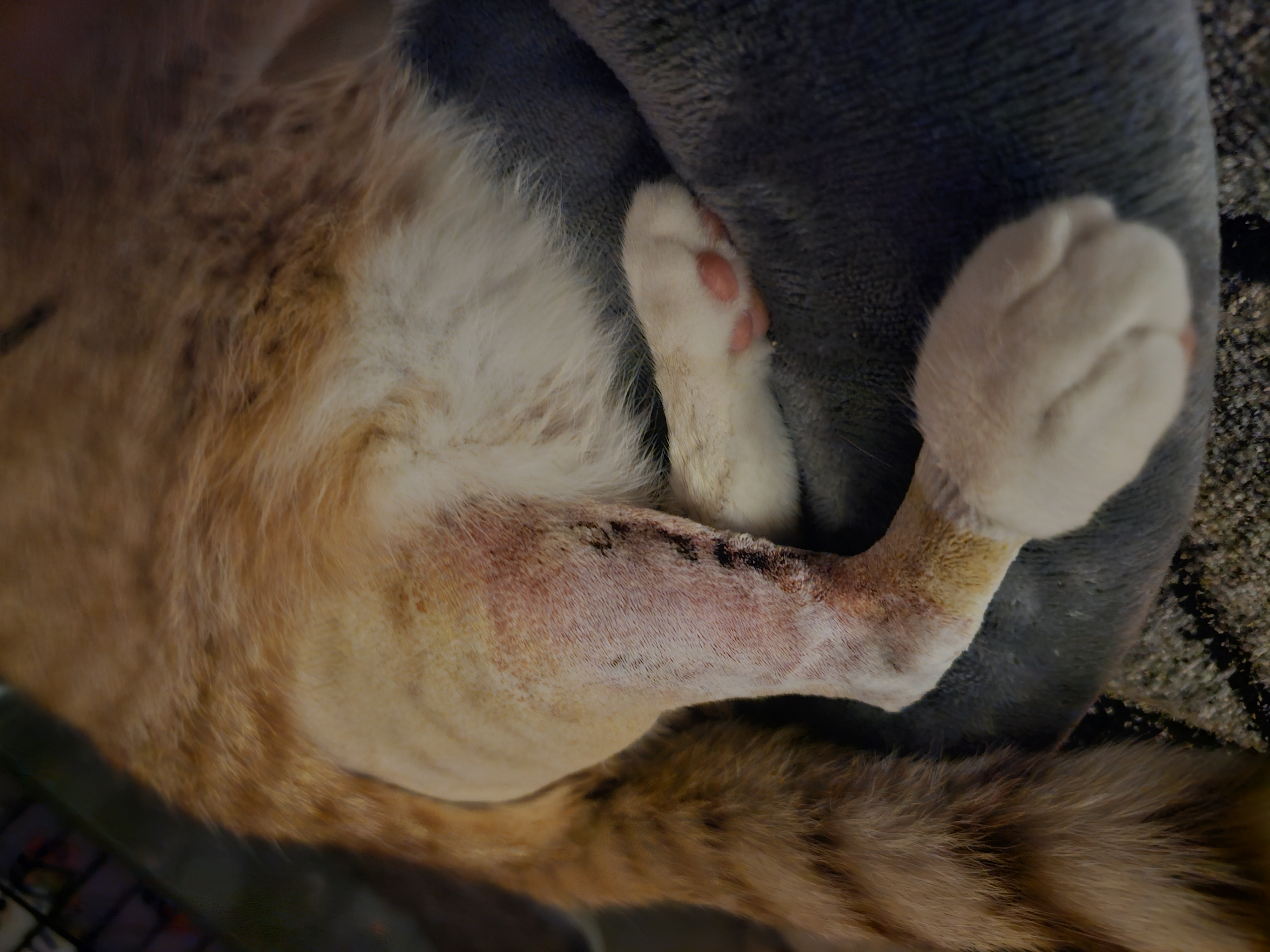 Help Wakka and his humans recover from emergency surgery. campaign photo, 7 of 11