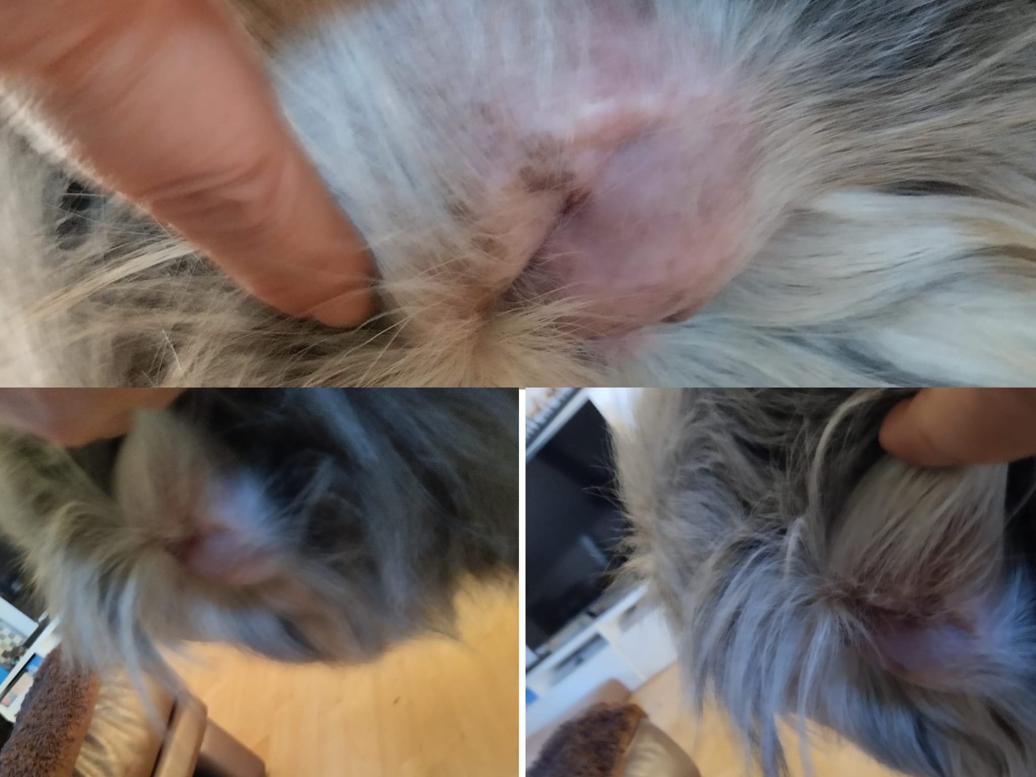 Ein zweites Leben für Eve: Dringende Hilfe für Tierarztsumme campaign photo, 4 of 6