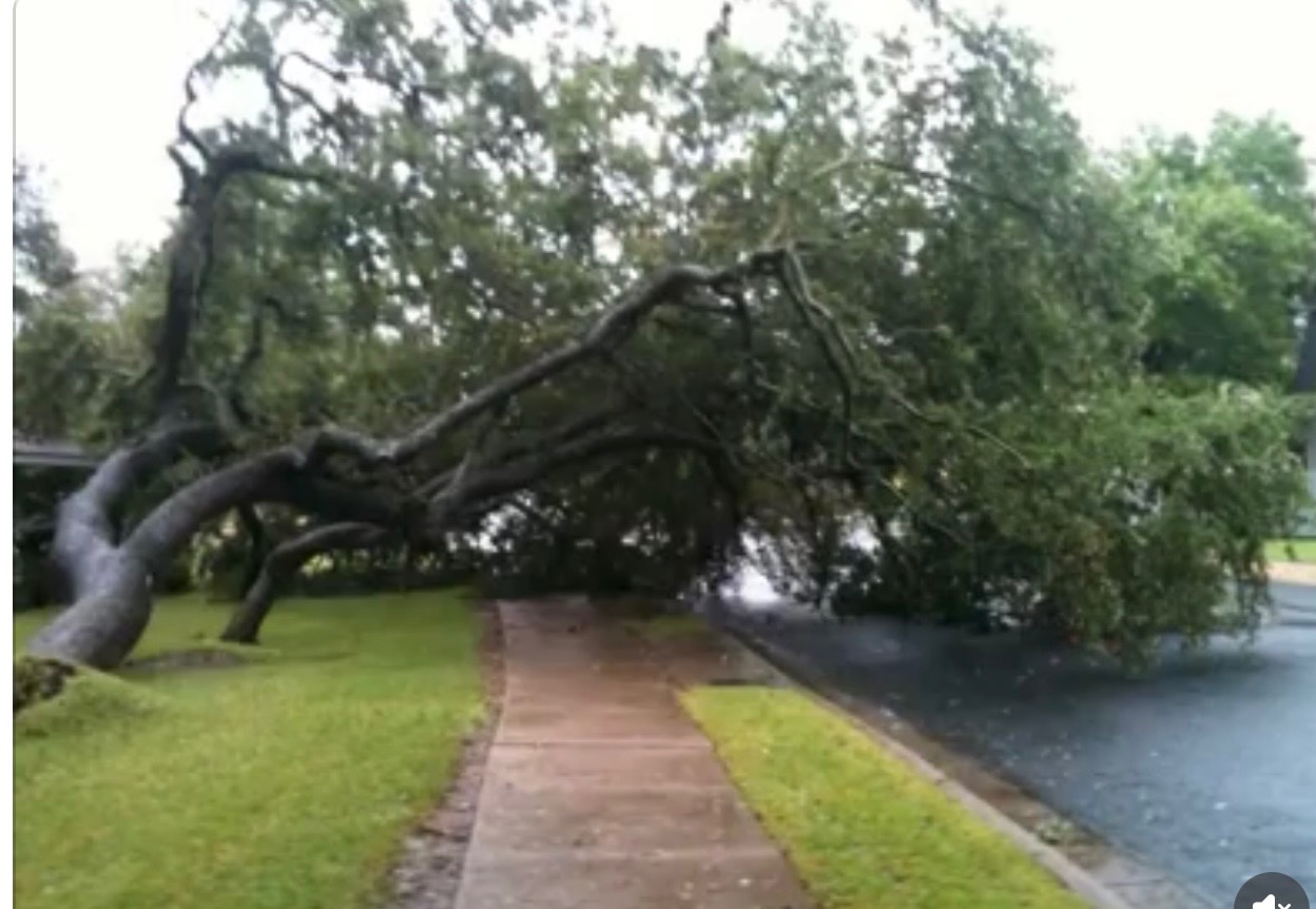 Help Make the Austin Spider Tree Permanent campaign photo, 2 of 8