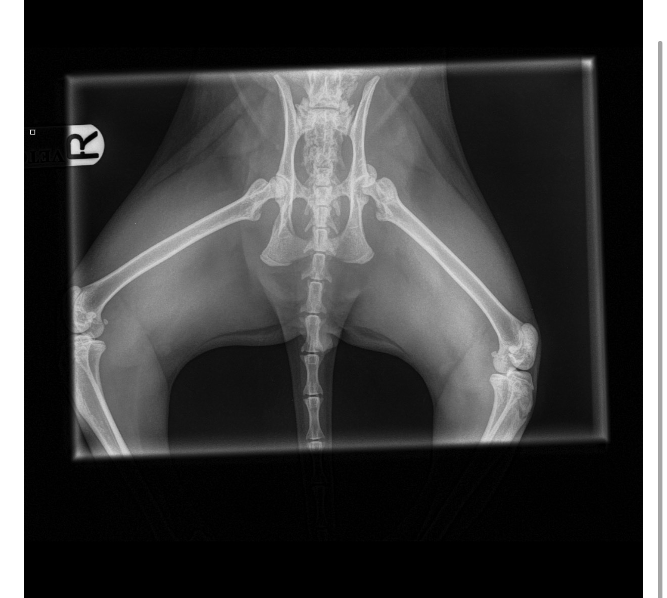 Urgent surgery needed for Meko campaign photo, 6 of 7