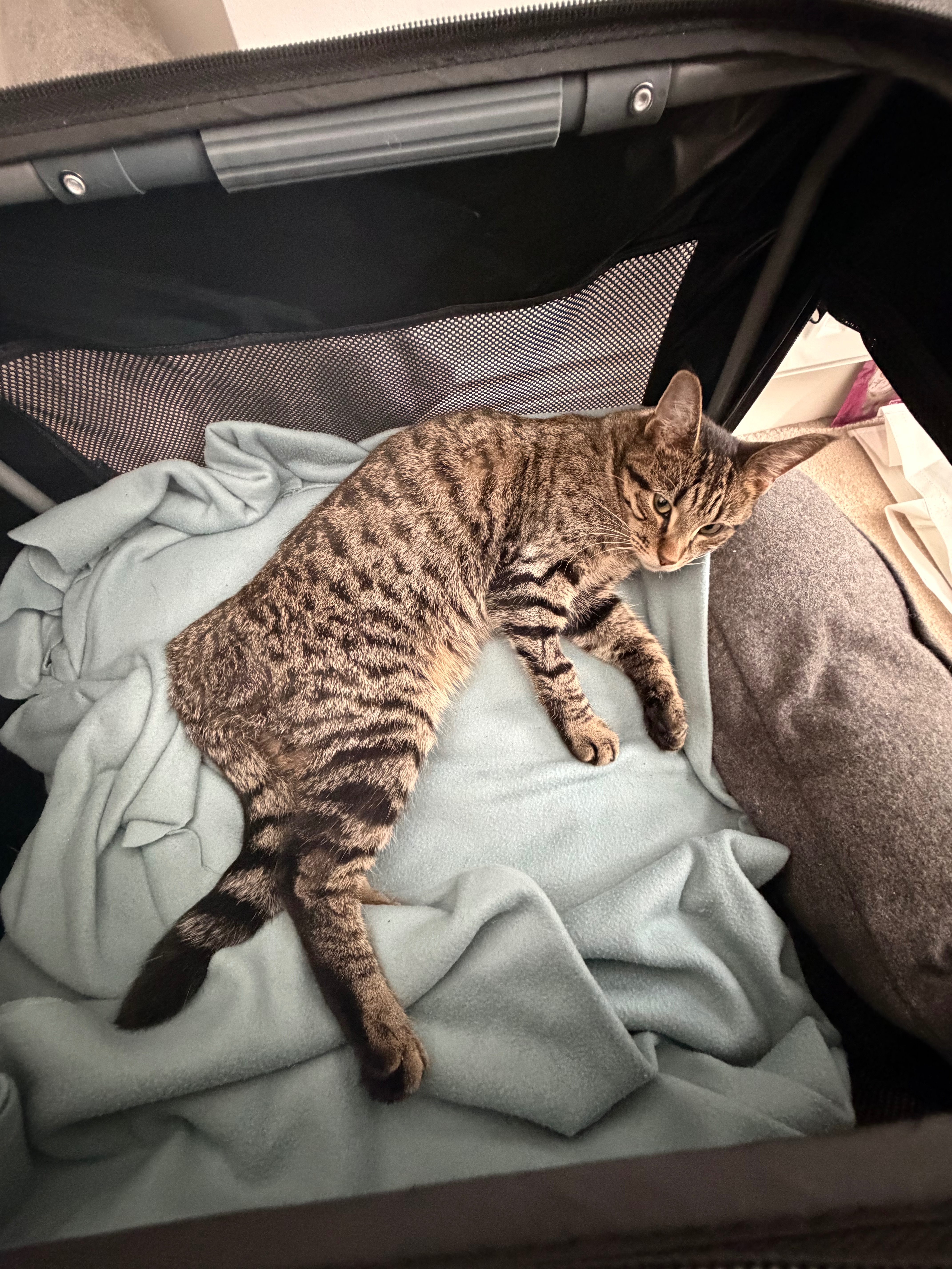 Urgent surgery needed for Meko campaign photo, 2 of 7