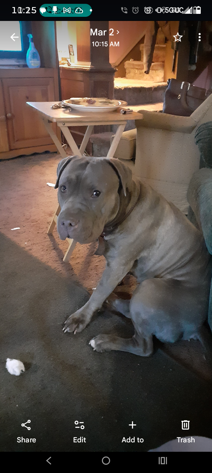 Help Big Boy Get Urgent Eye Surgery campaign photo, 6 of 8