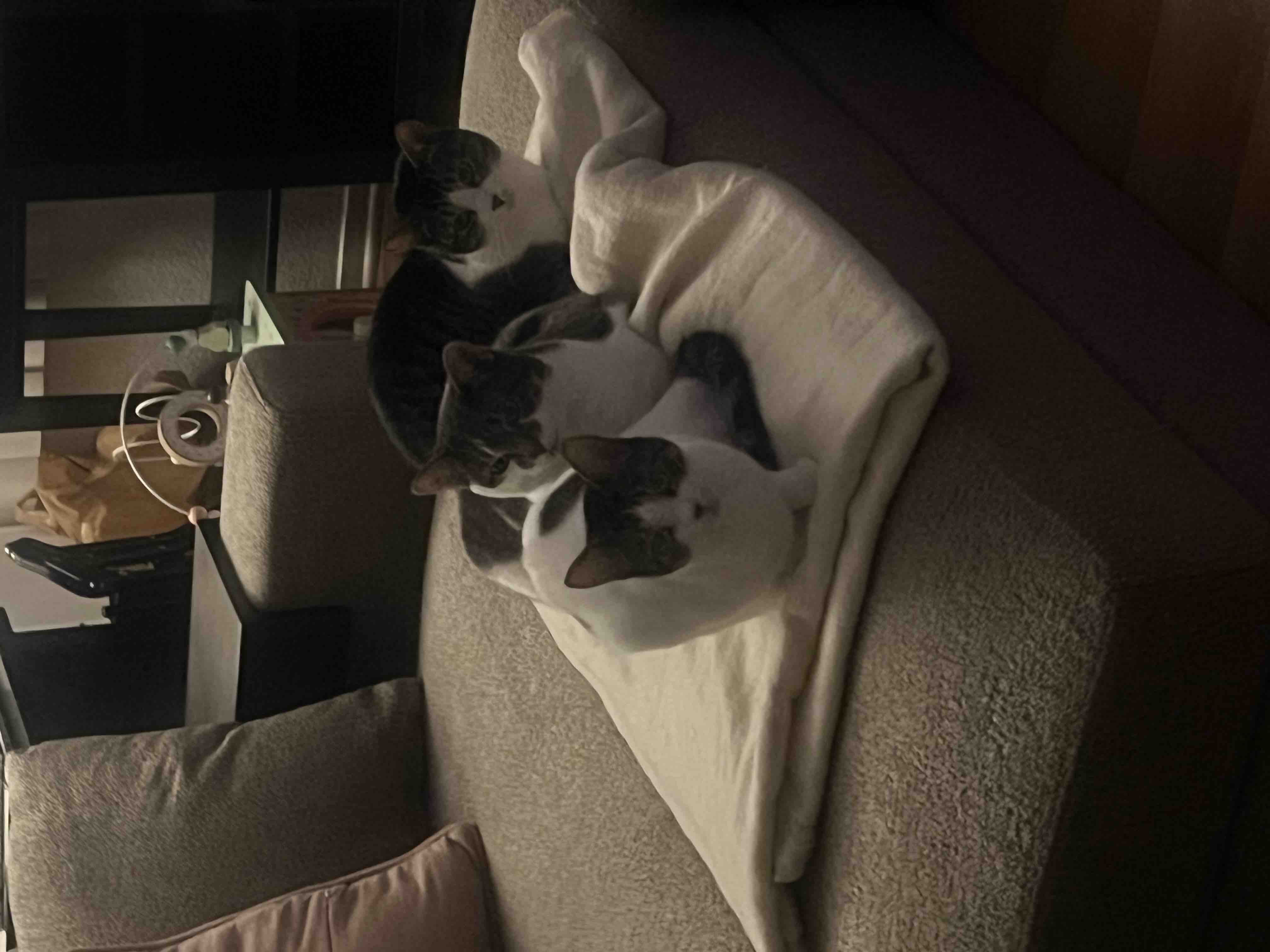 Support Cats & Coffee Rescue's Impactful Mission campaign photo, 6 of 12