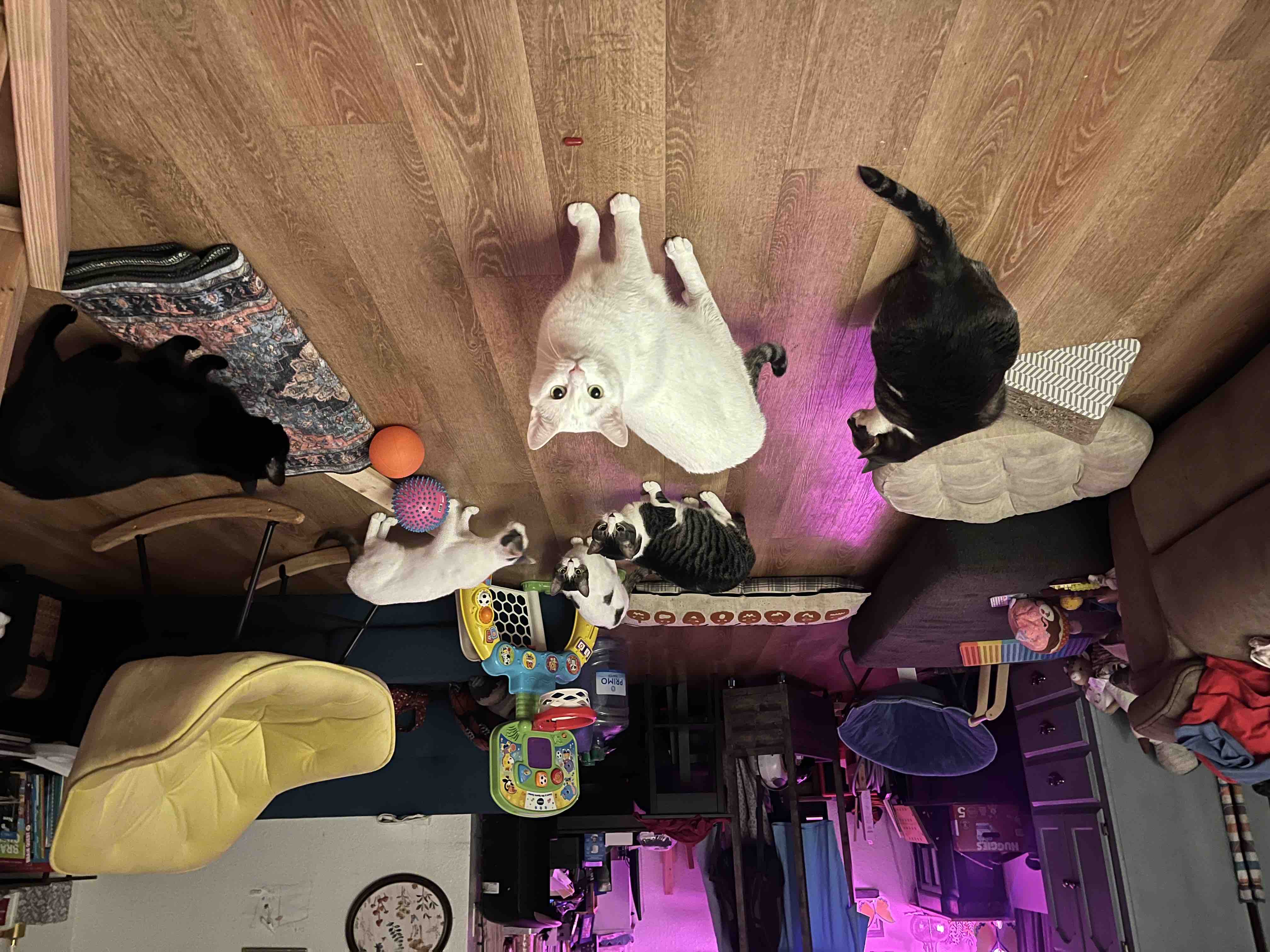 Support Cats & Coffee Rescue's Impactful Mission campaign photo, 7 of 12