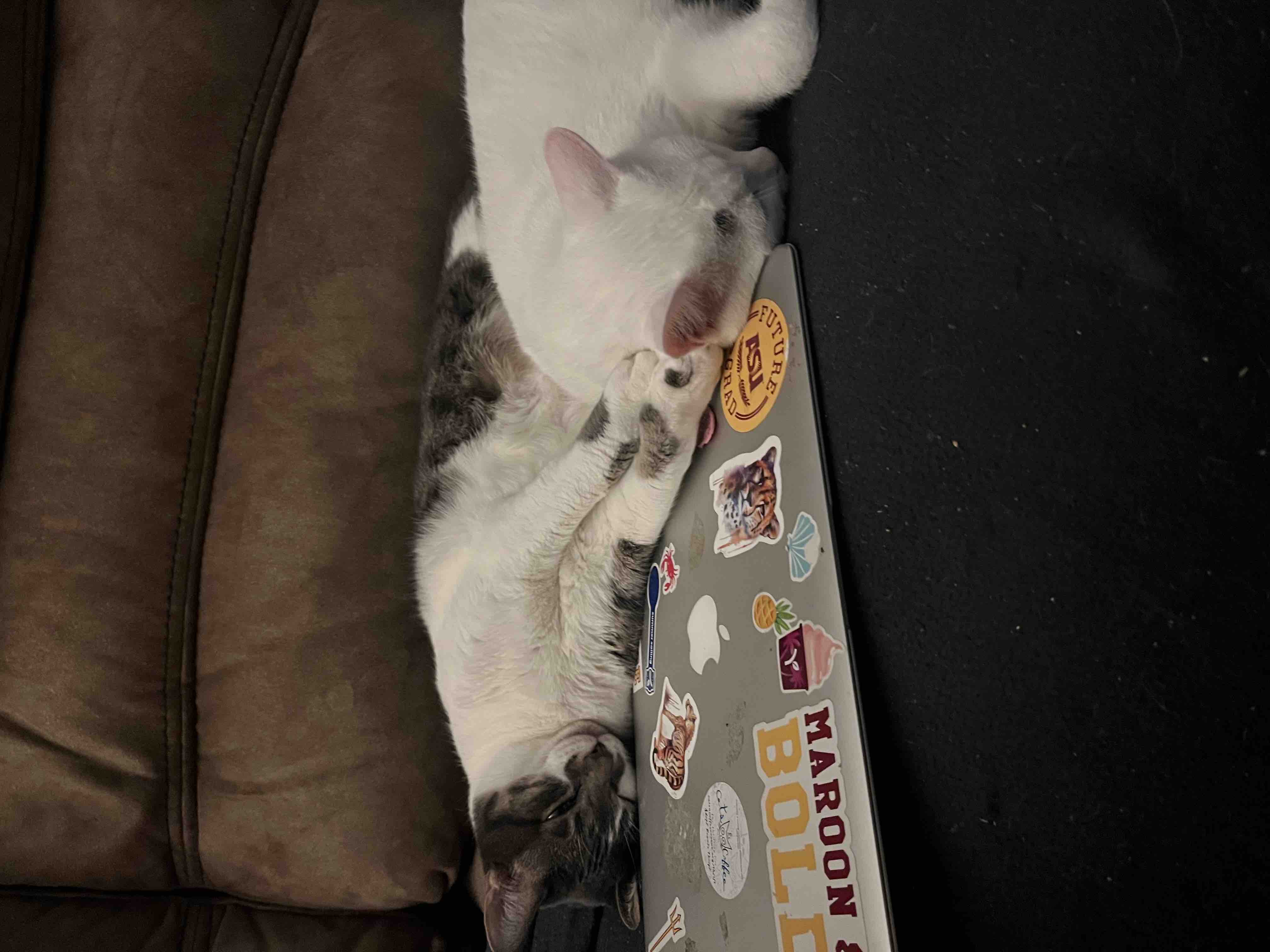 Support Cats & Coffee Rescue's Impactful Mission campaign photo, 8 of 12