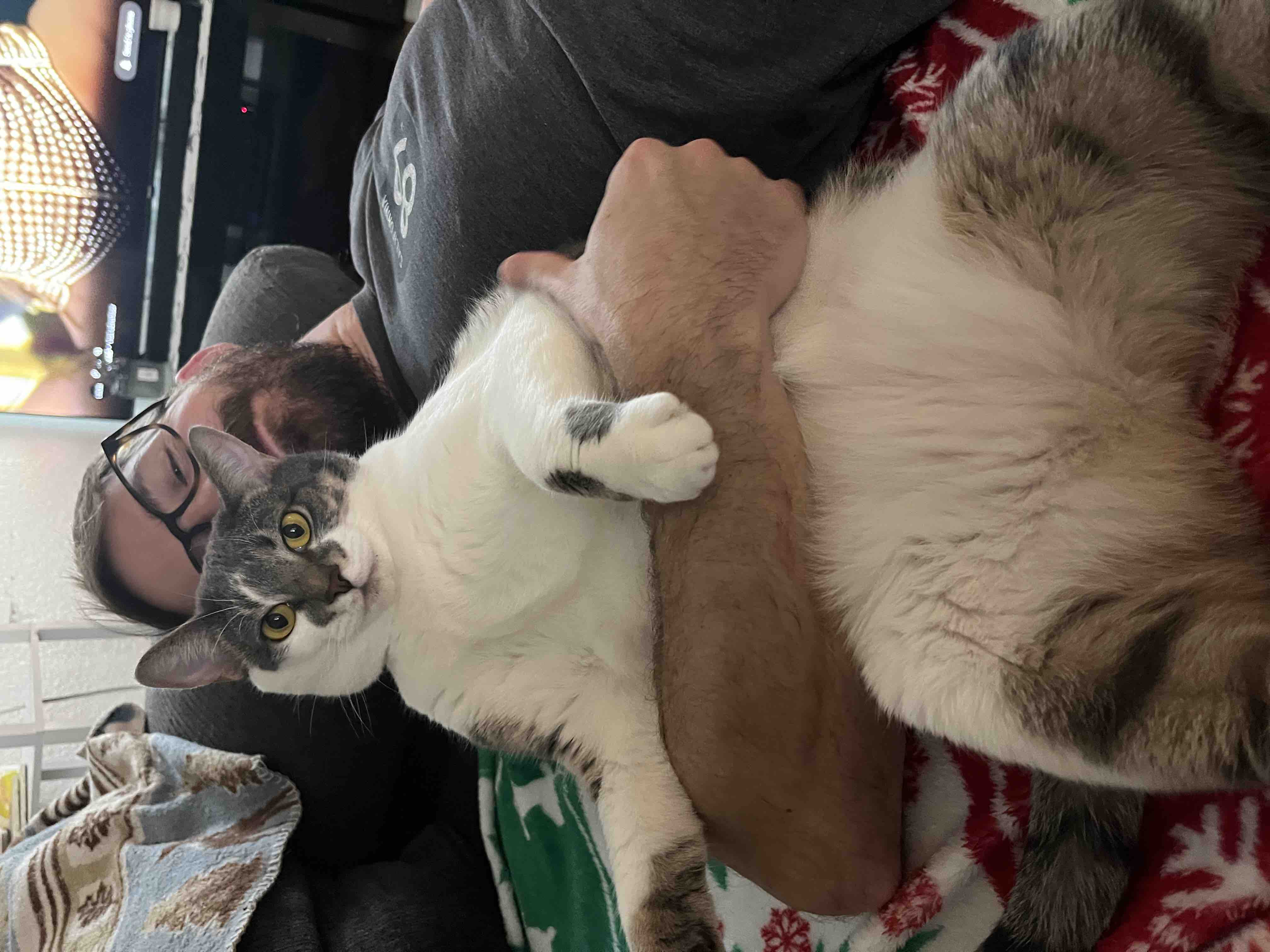 Support Cats & Coffee Rescue's Impactful Mission campaign photo, 10 of 12