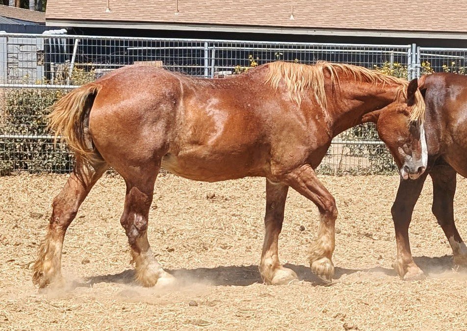 S&D Horseback Riding: Big John campaign photo, 4 of 5