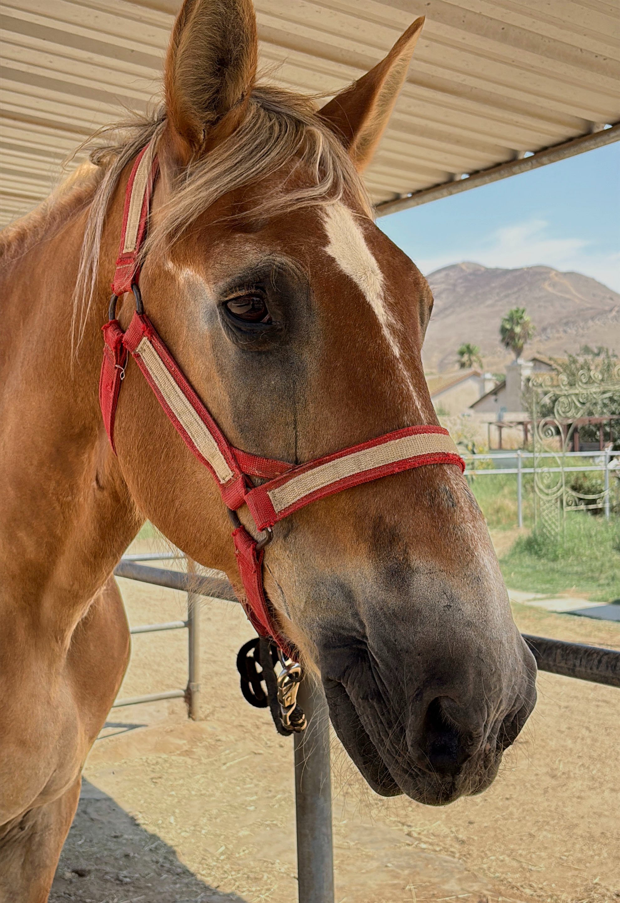 S&D Horseback Riding: Big John campaign photo, 2 of 5