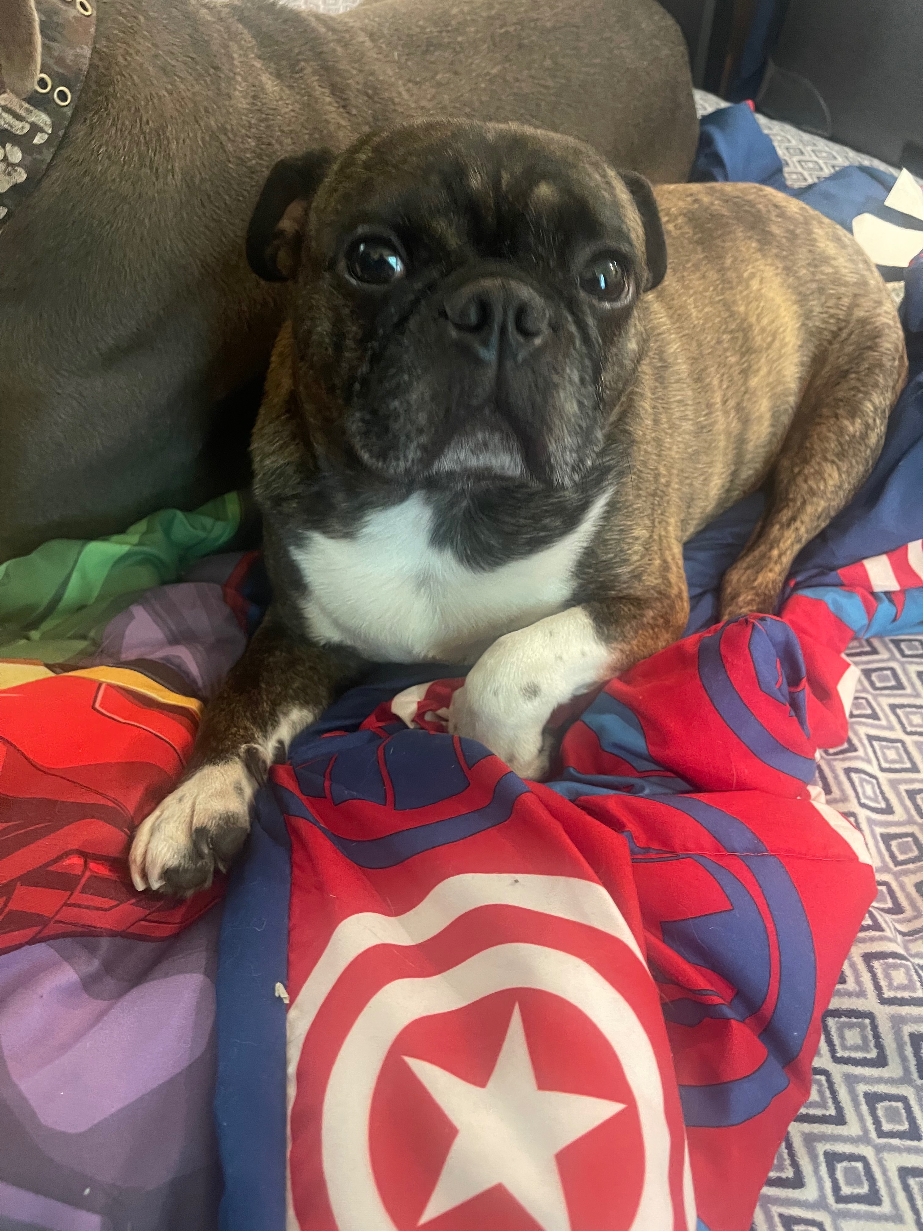 Help Vinny Get Urgent ER Care campaign photo, 4 of 8