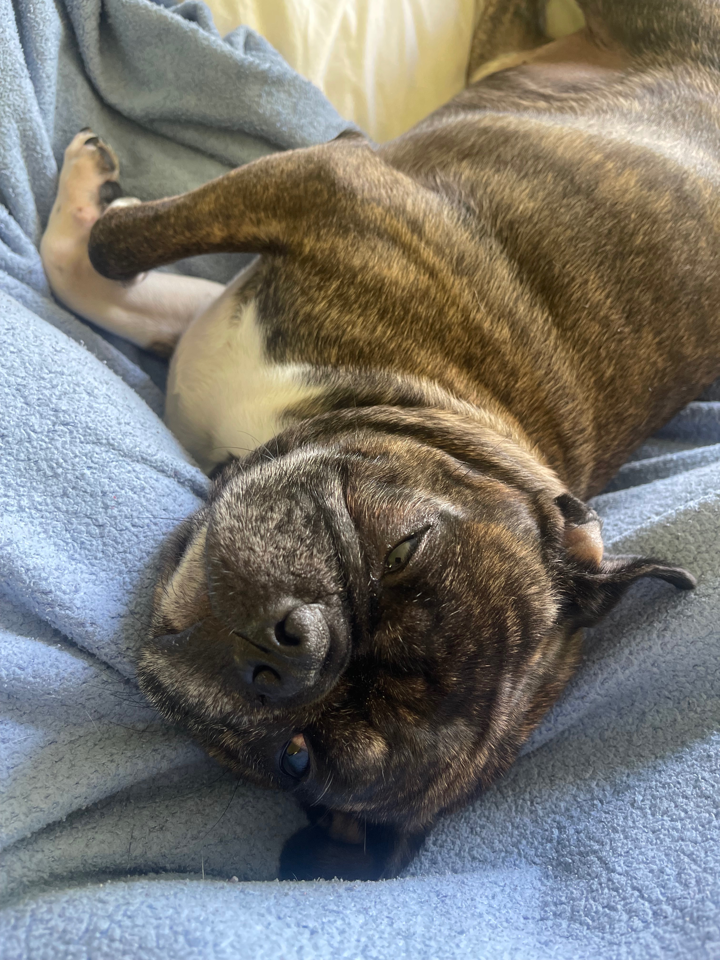 Help Vinny Get Urgent ER Care campaign photo, 5 of 8