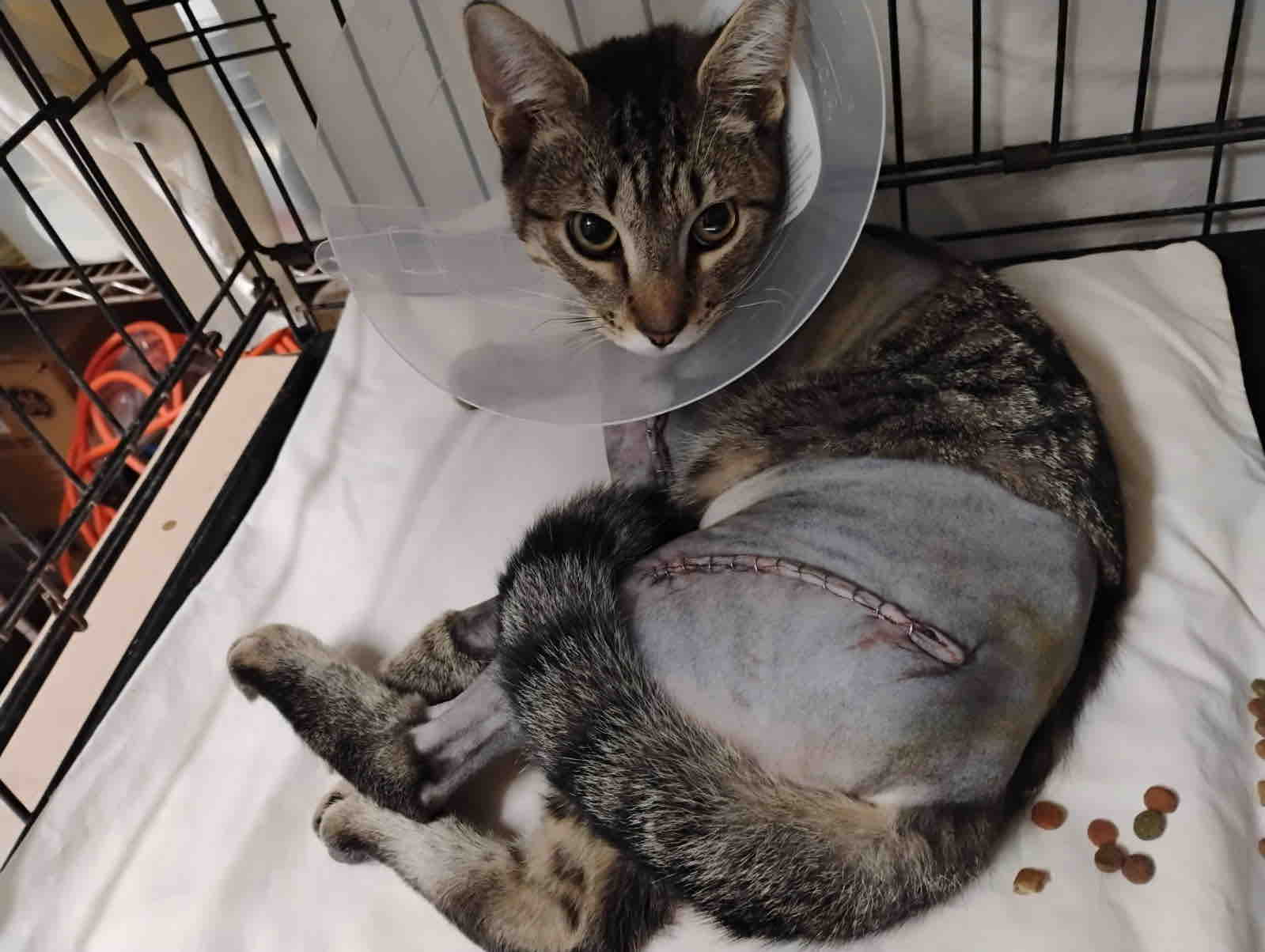 Two Broken Legs. One Little Fighter. Help Junior Heal. ❤️ campaign photo, 5 of 10