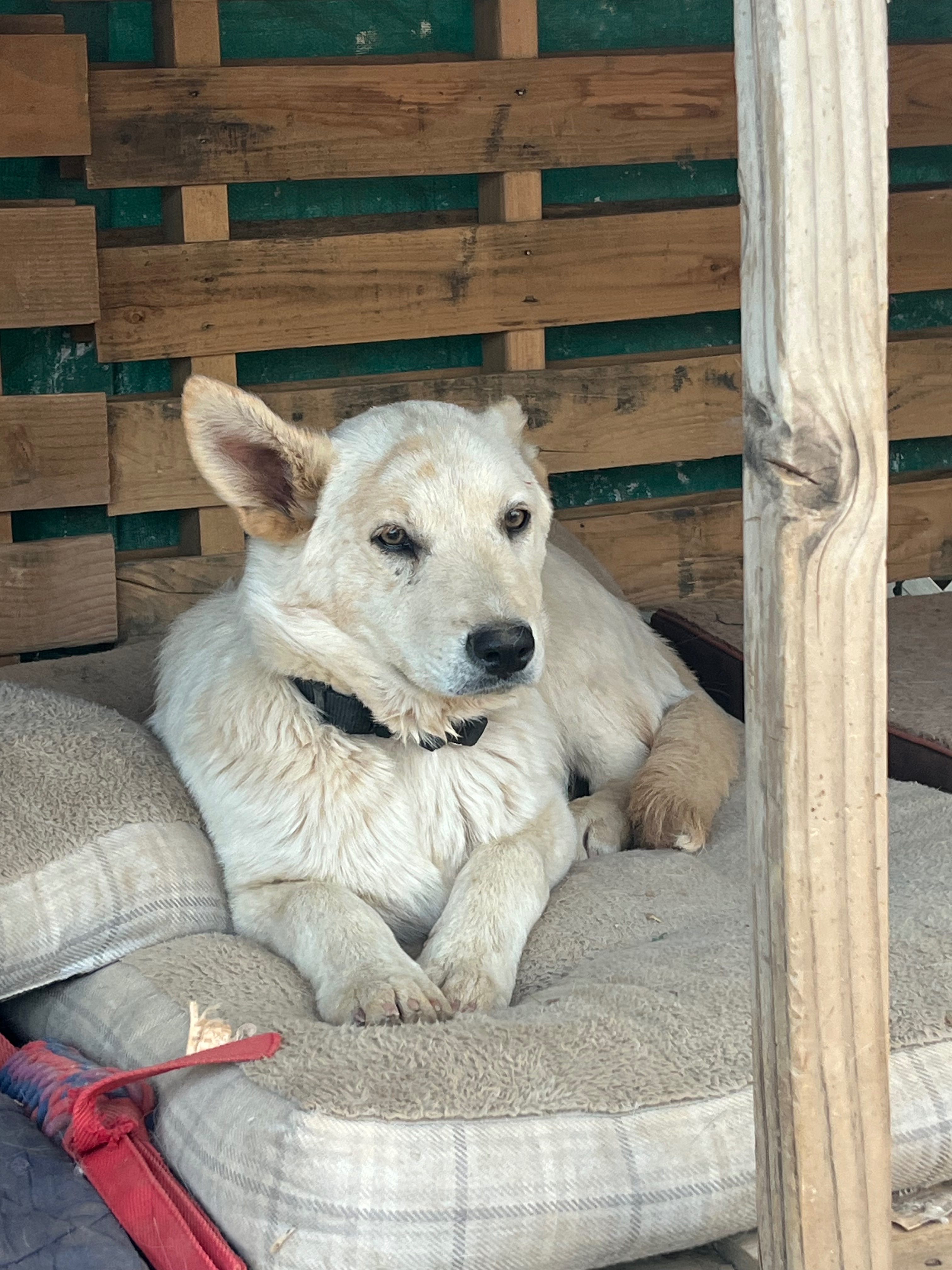 Urgent Help for Rescue's Spay and Neuter Fund campaign photo, 5 of 6