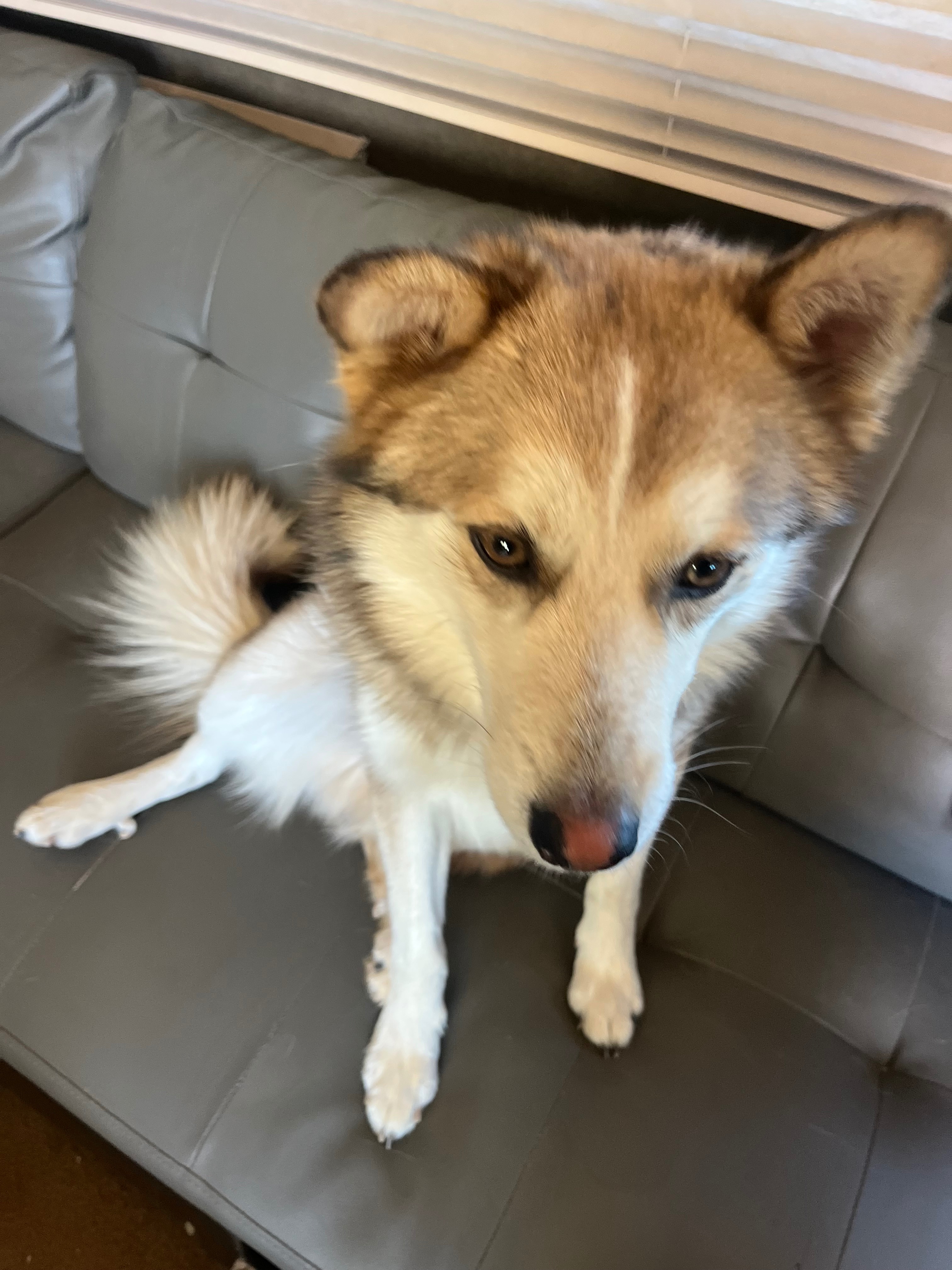 Urgent Help for Rescue's Spay and Neuter Fund campaign photo, 2 of 6