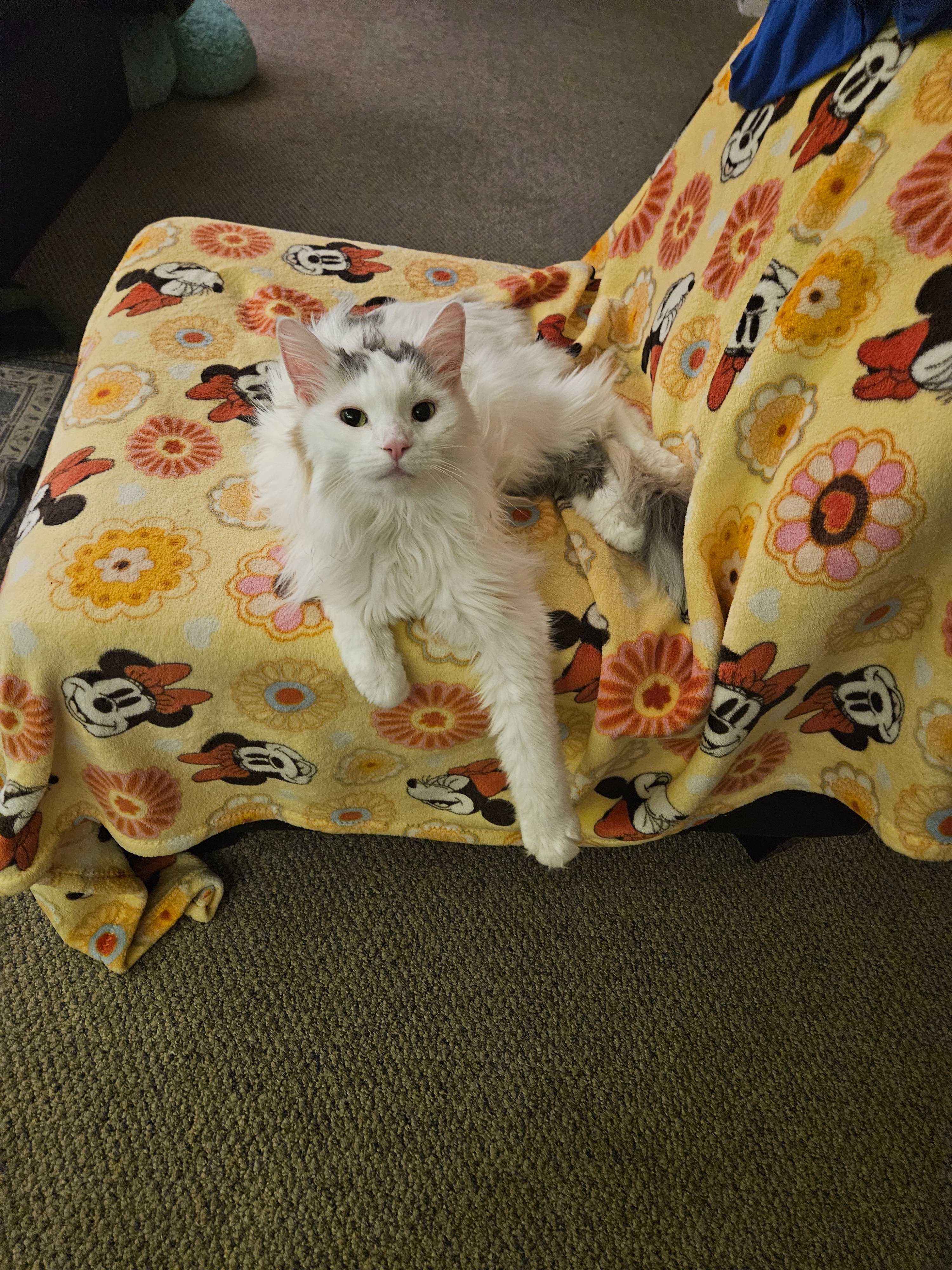 Kampagnen-Foto für A Pretty Cat's Vet Care Needs Your Kindness Today, 4 von 7
