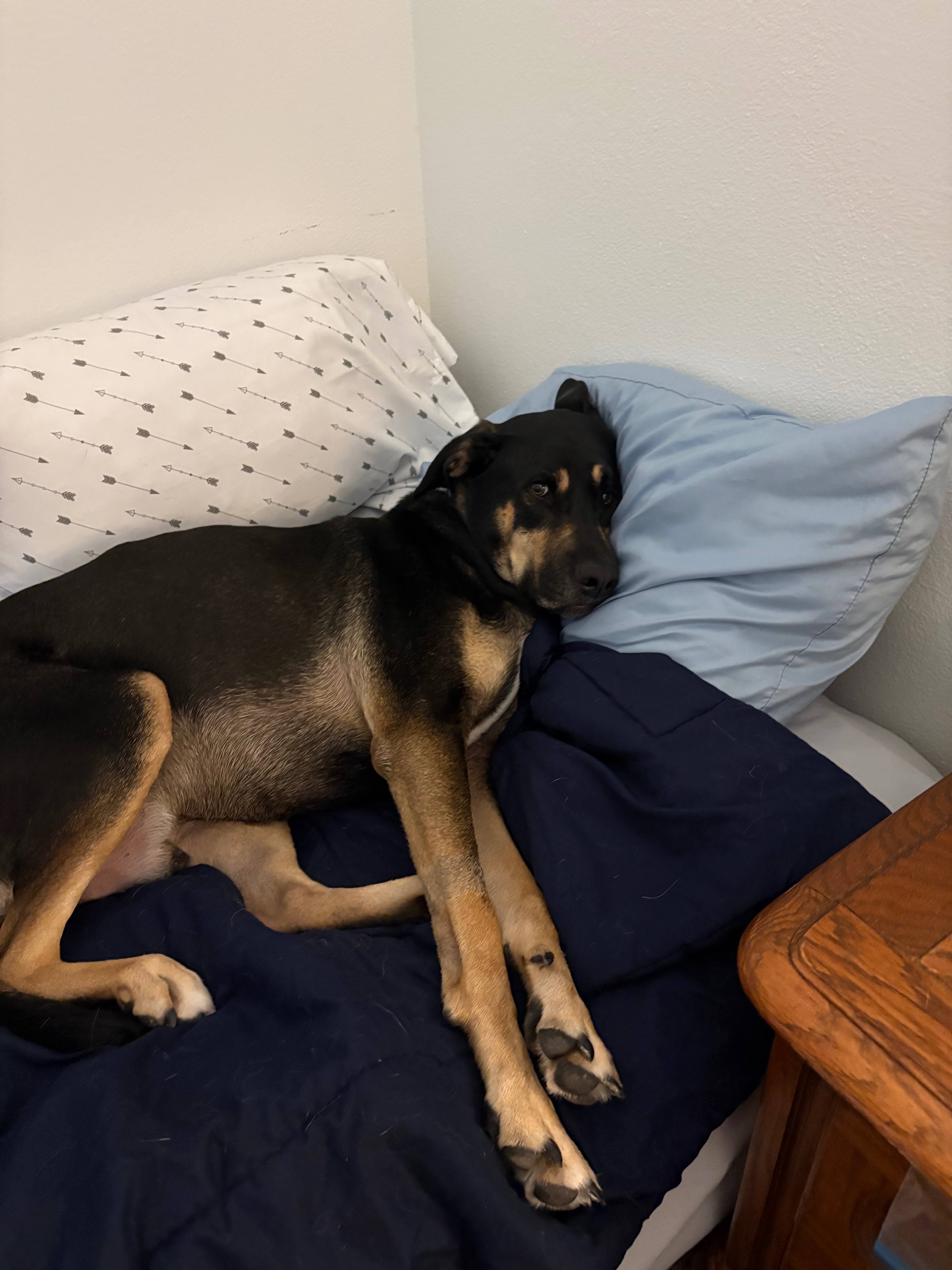 Help Save Gunner With Life-Saving Surgery Costs campaign photo, 8 of 9