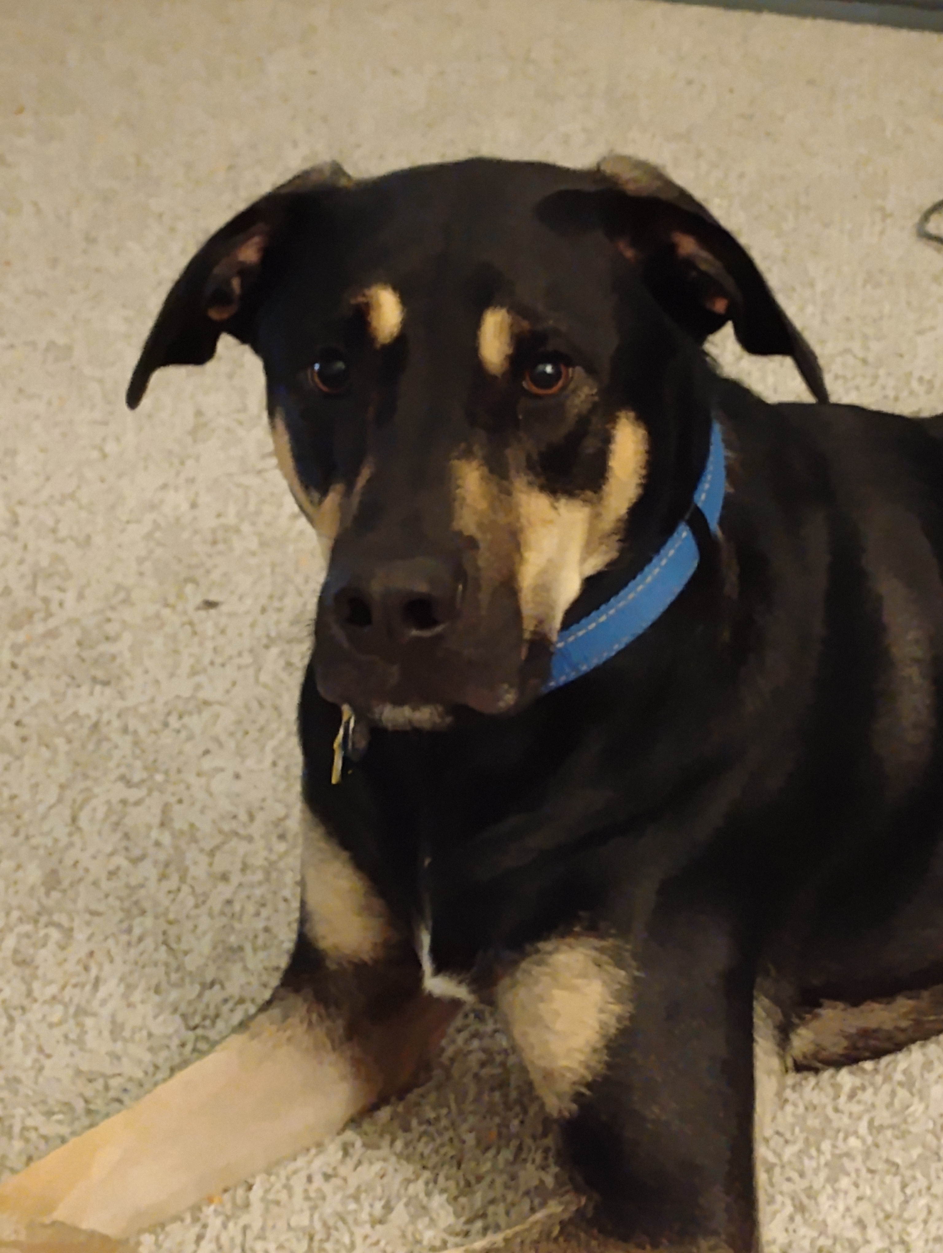 Help Save Gunner With Life-Saving Surgery Costs campaign photo, 2 of 9